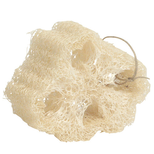 Natural Mayan Lufa Sponge from Guatemala, showcasing its unique texture and dimensions, ideal for body scrubbing.