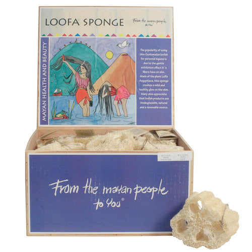 Natural Mayan Lufa Sponge from Guatemala, showcasing its unique texture and dimensions, ideal for body scrubbing.