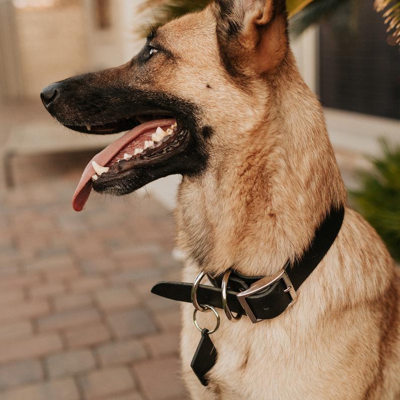 Classic leather dog collar handcrafted from genuine full grain leather with stainless steel hardware, featuring a personalized diamond dog tag.