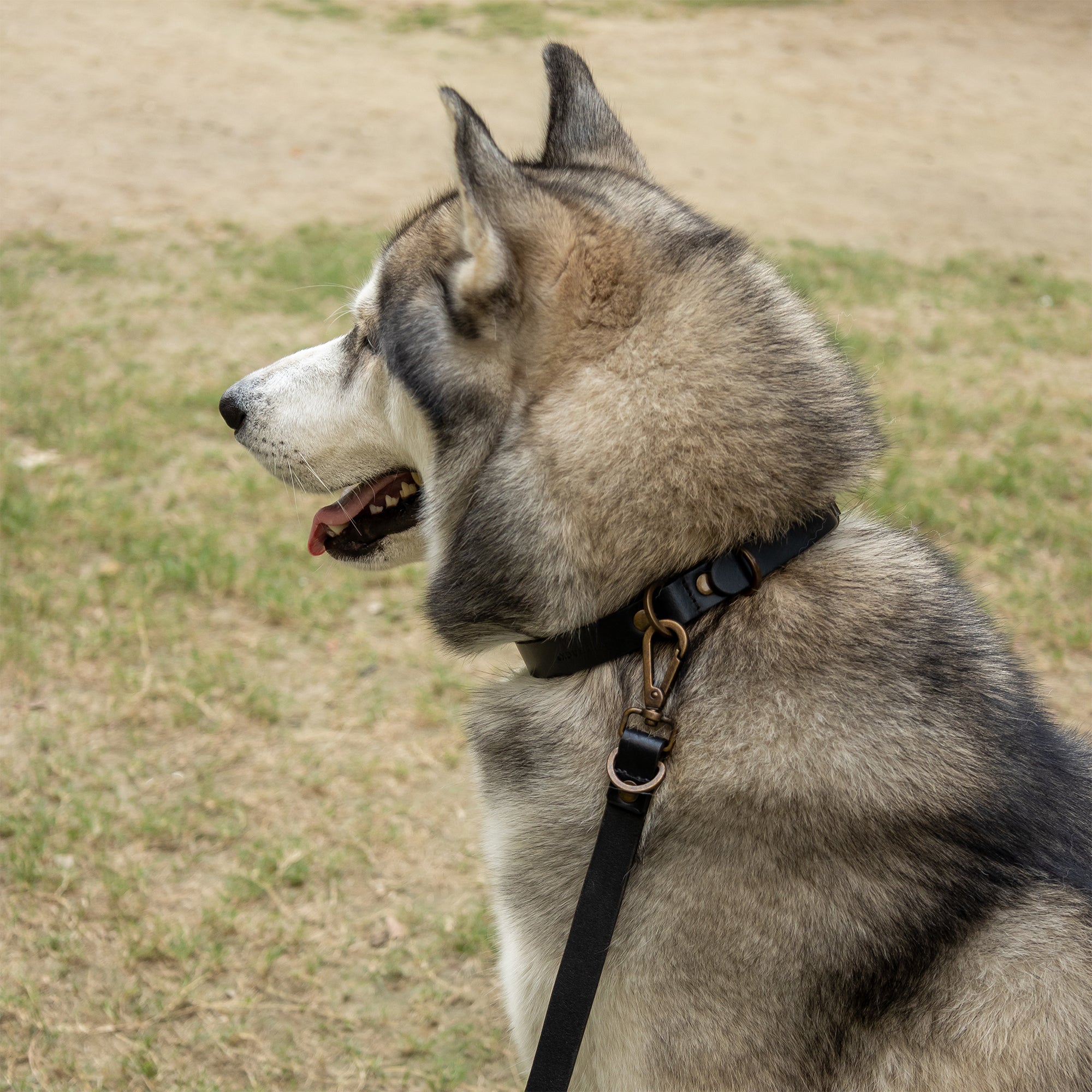 Premium pet collar and leash set made from durable leather with antique brass hardware, showcasing handcrafted details.