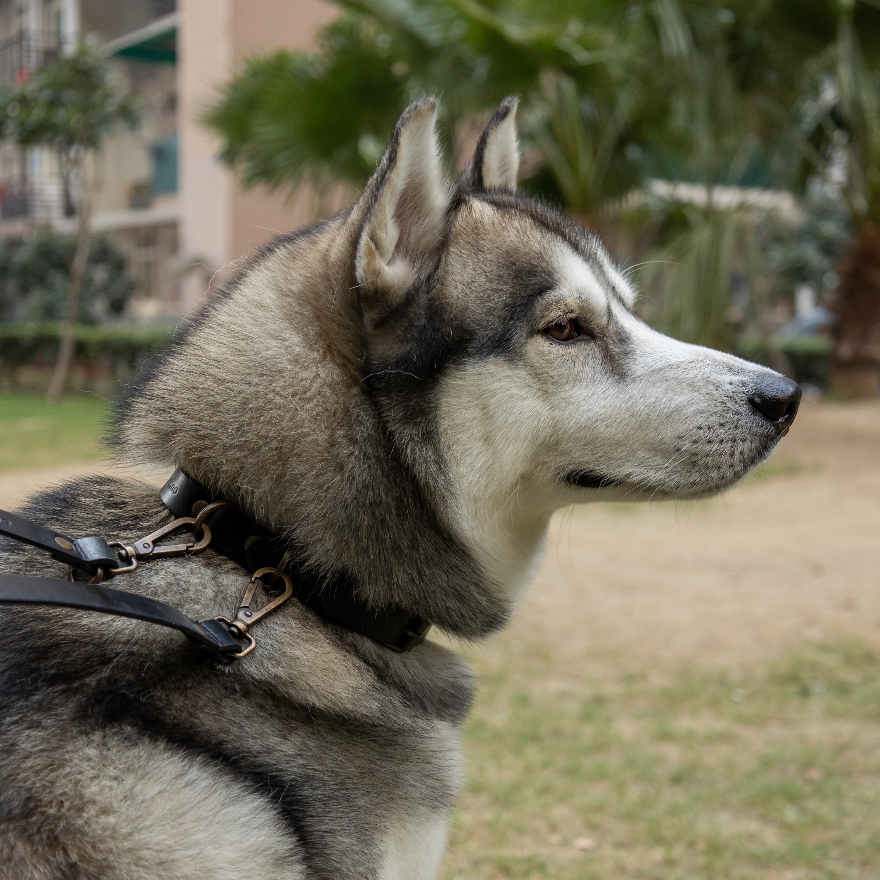 Premium pet collar and leash set made from durable leather with antique brass hardware, showcasing handcrafted details.