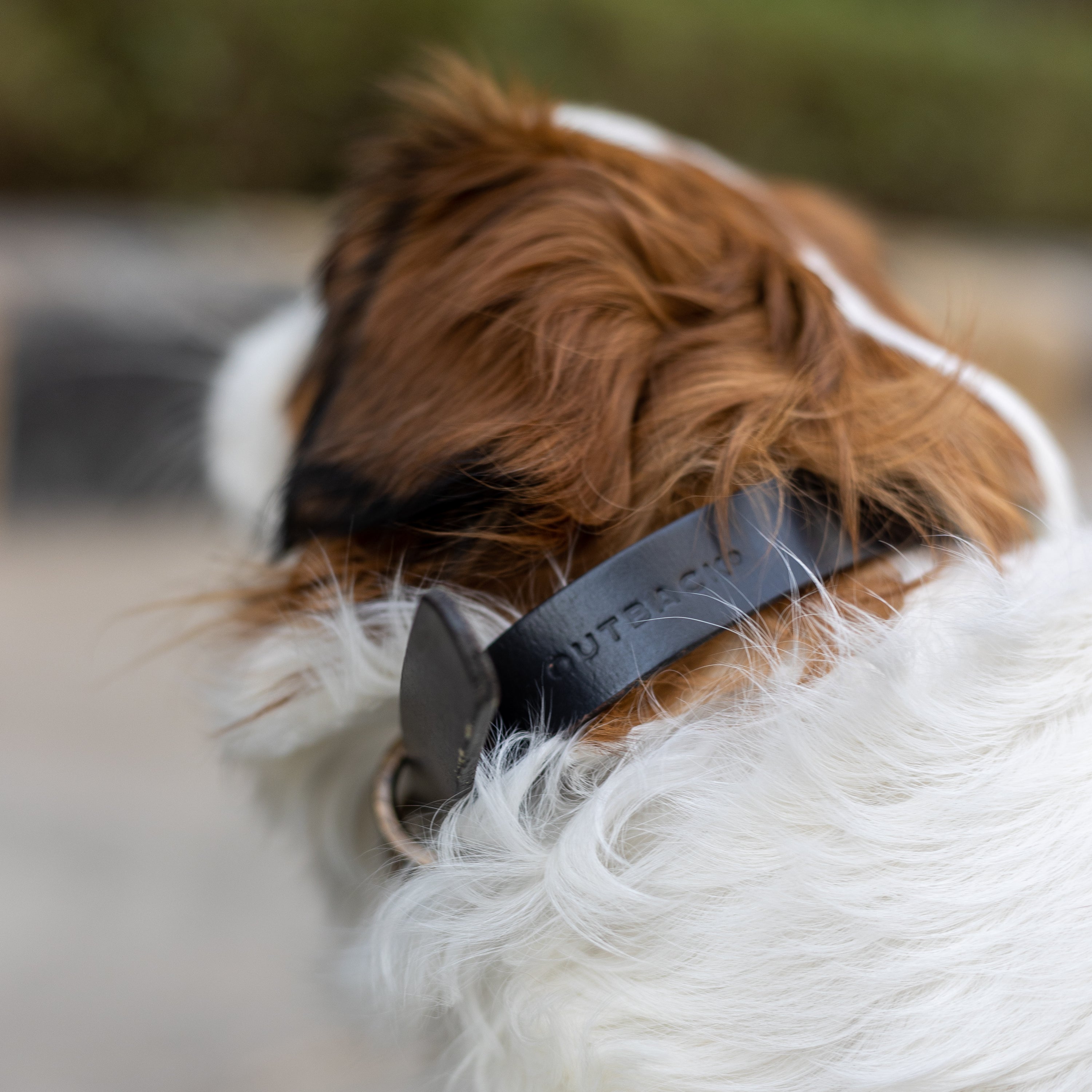 Premium pet collar and leash set made from durable leather with antique brass hardware, showcasing handcrafted details.