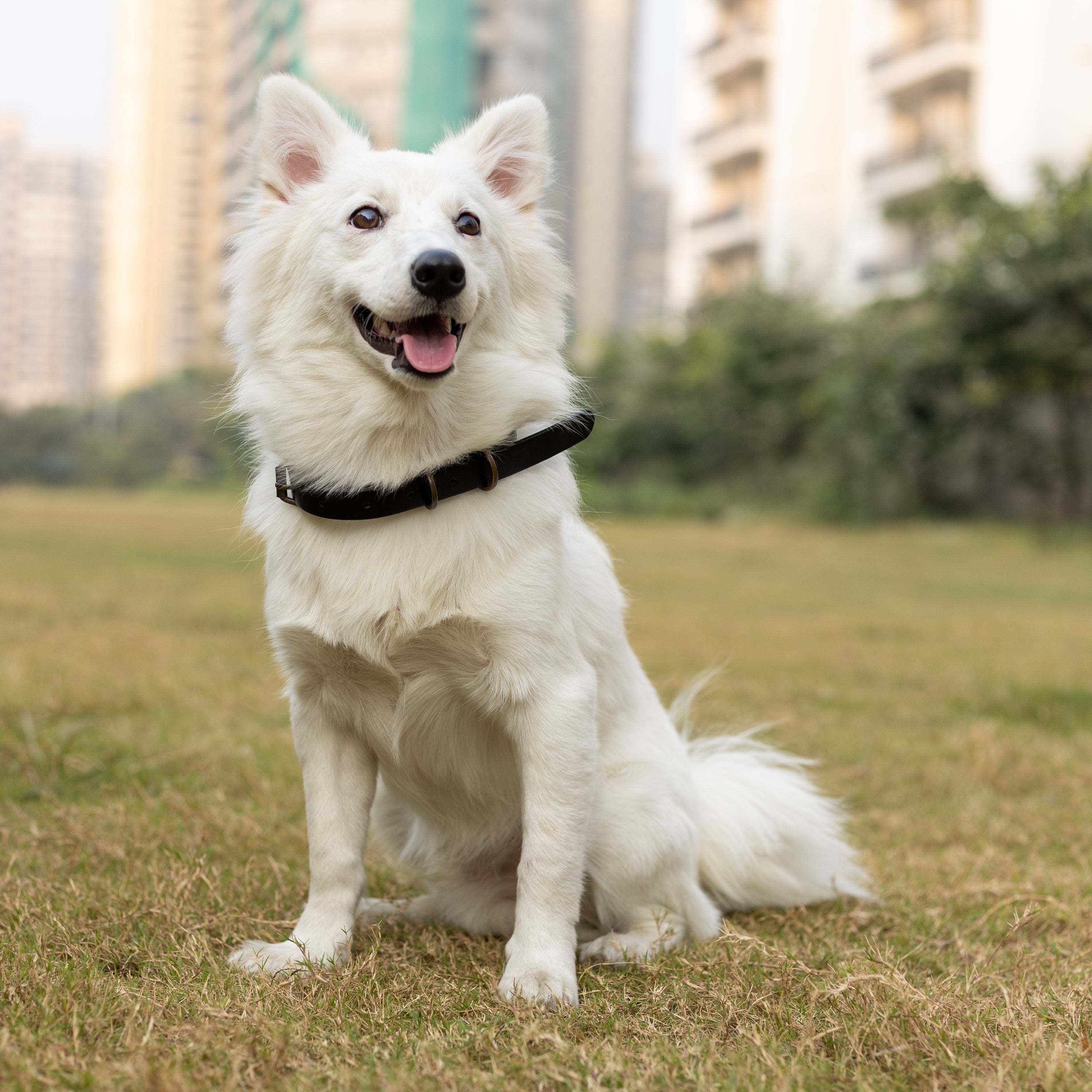 Premium pet collar and leash set made from durable leather with antique brass hardware, showcasing handcrafted details.