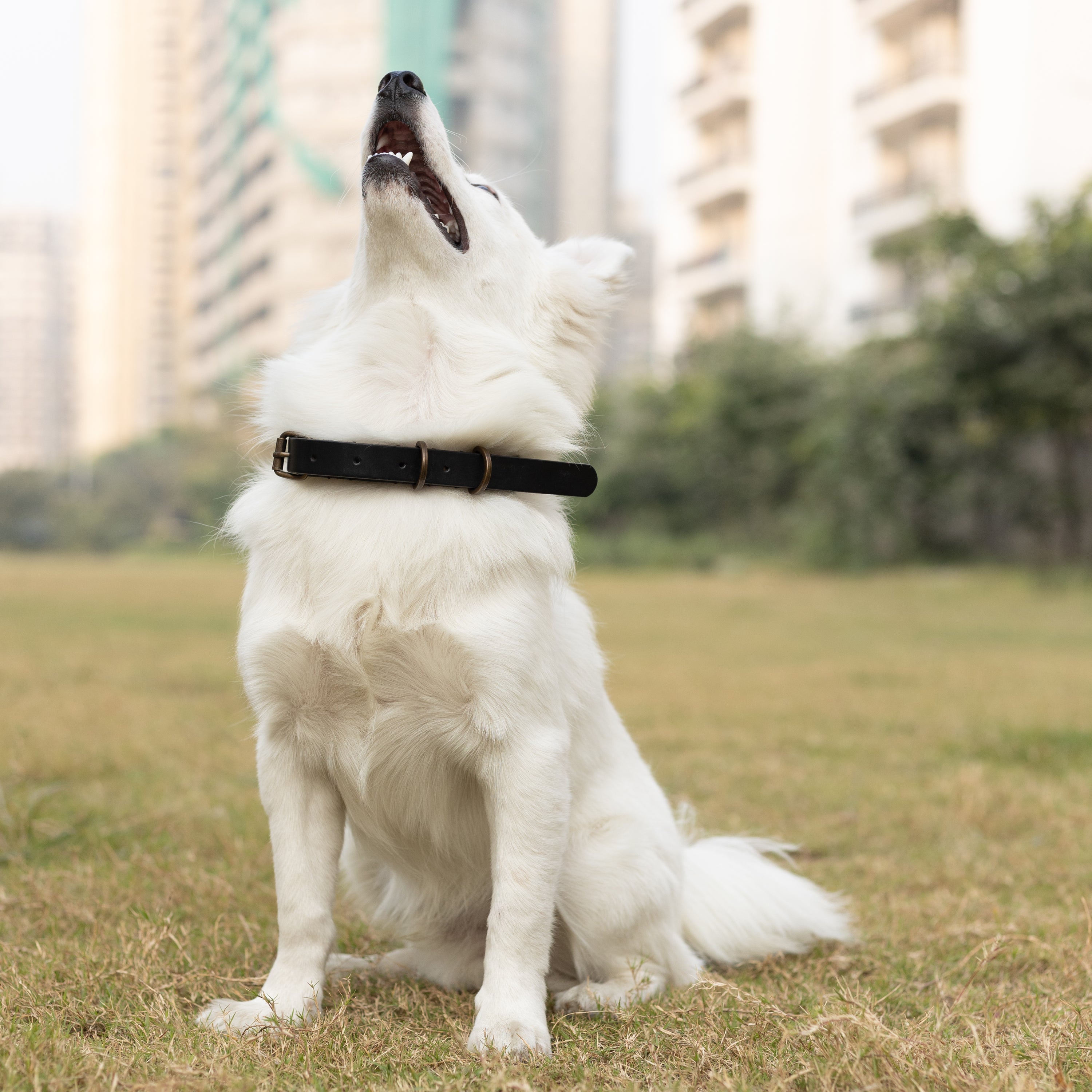 Premium pet collar and leash set made from durable leather with antique brass hardware, showcasing handcrafted details.