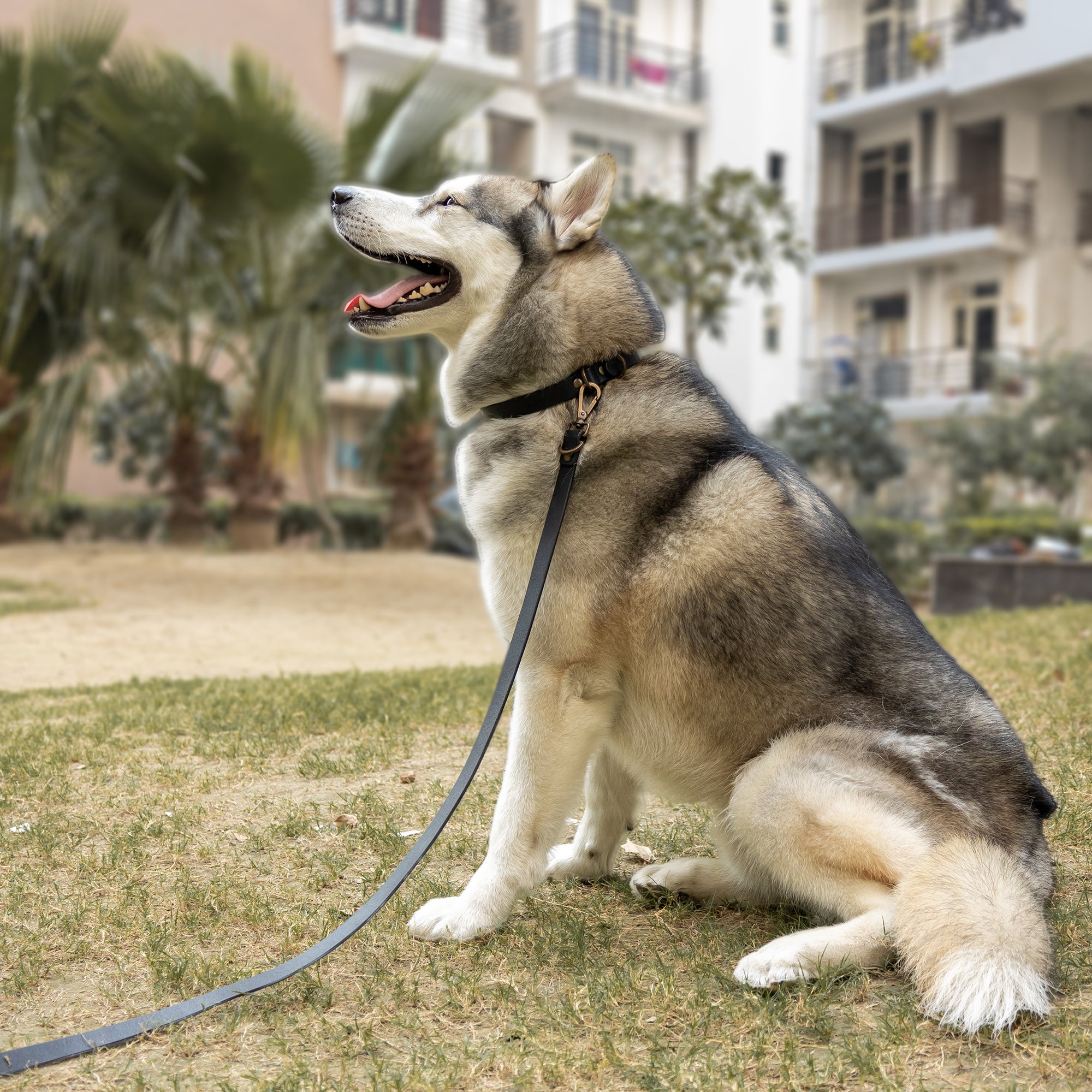 Premium heavy-duty pet leash made from durable leather with antique brass hardware, adjustable to three lengths for versatile use.