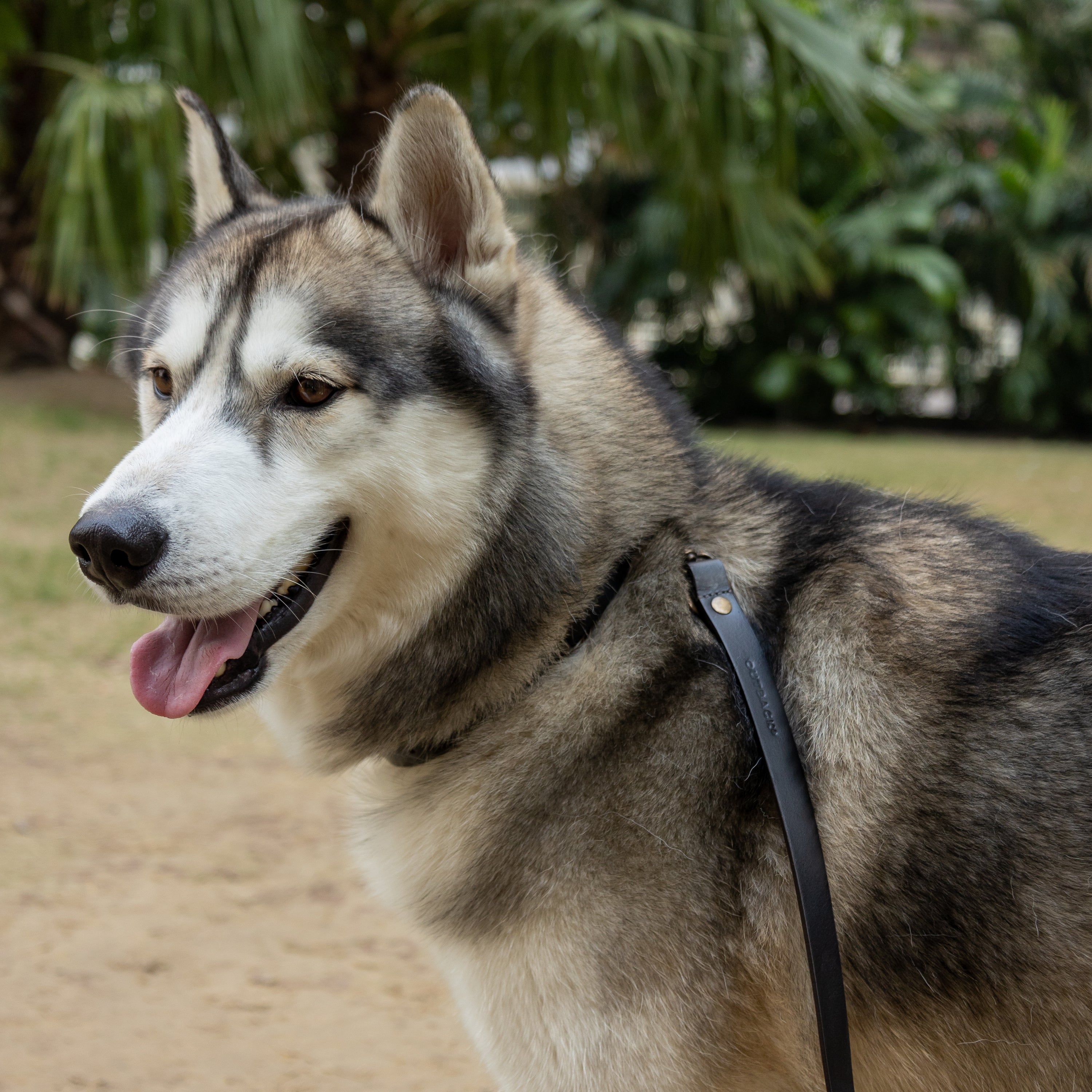 Premium heavy-duty pet leash made from durable leather with antique brass hardware, adjustable to three lengths for versatile use.