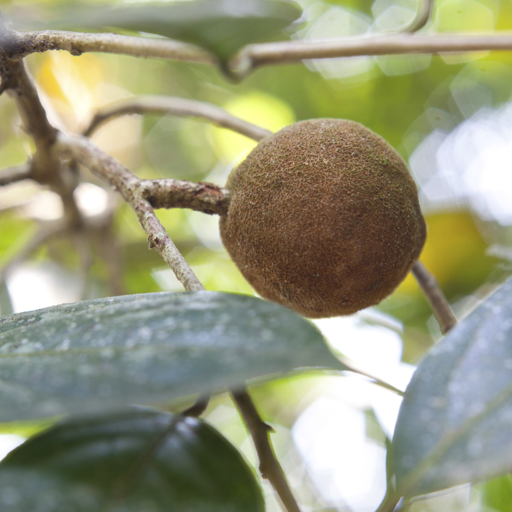 Sandalwood wearable aromatherapy balm in a stylish container, showcasing its creamy texture and natural ingredients.