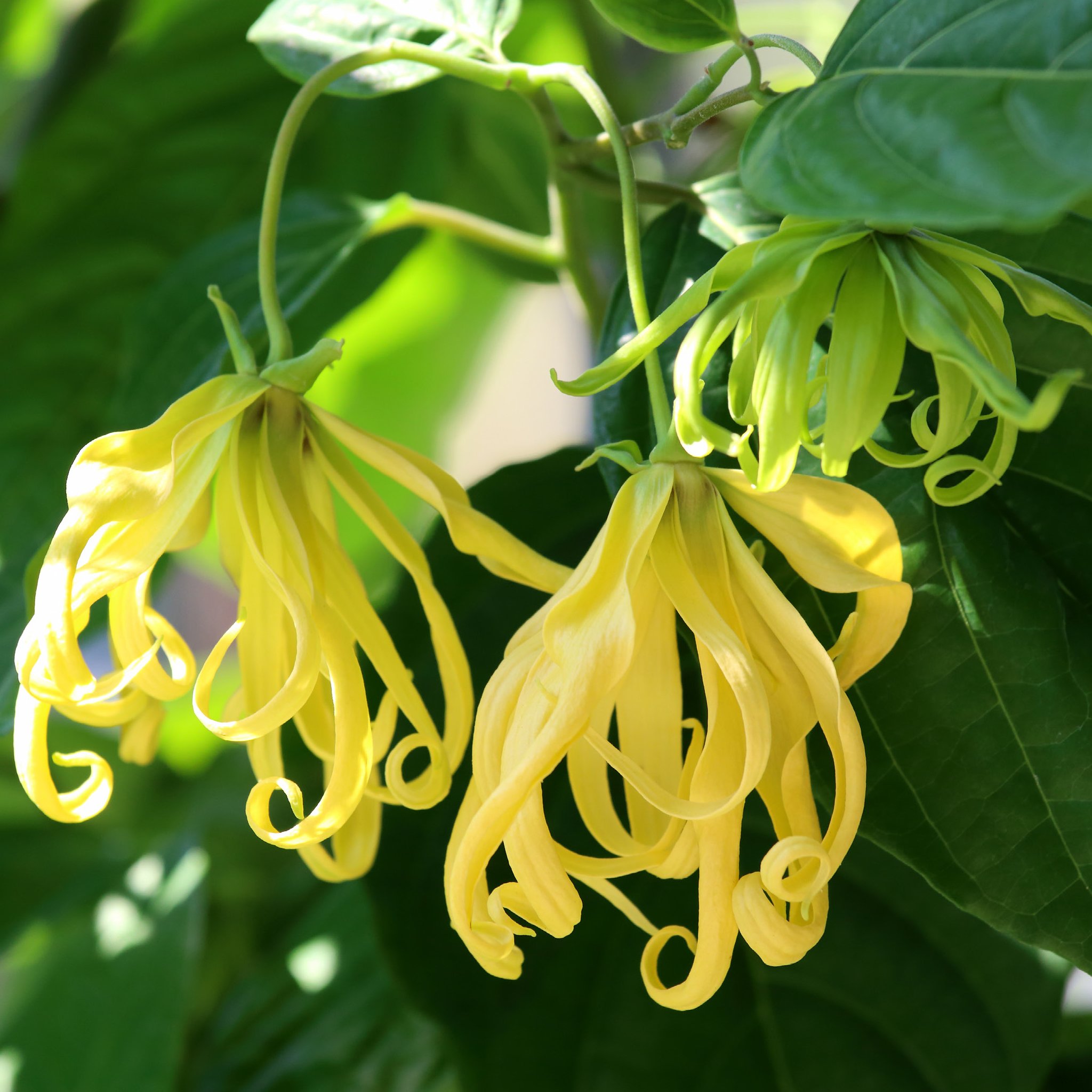 Ylang Ylang Wearable Aromatherapy balm in a stylish container, showcasing its natural ingredients and floral scent.