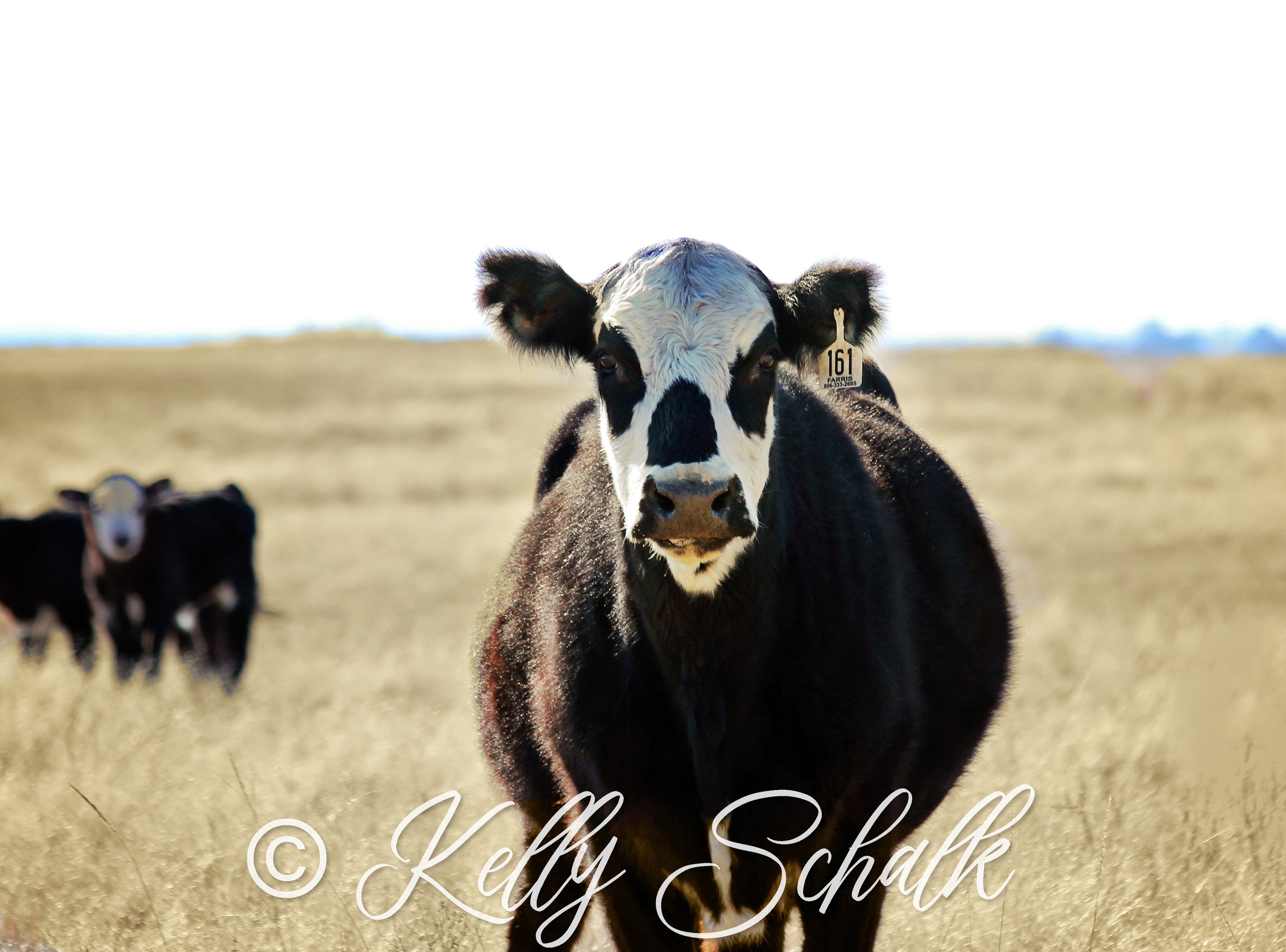 A beautiful cow photo print showcasing a serene cow in a lush green field, perfect for home decor.