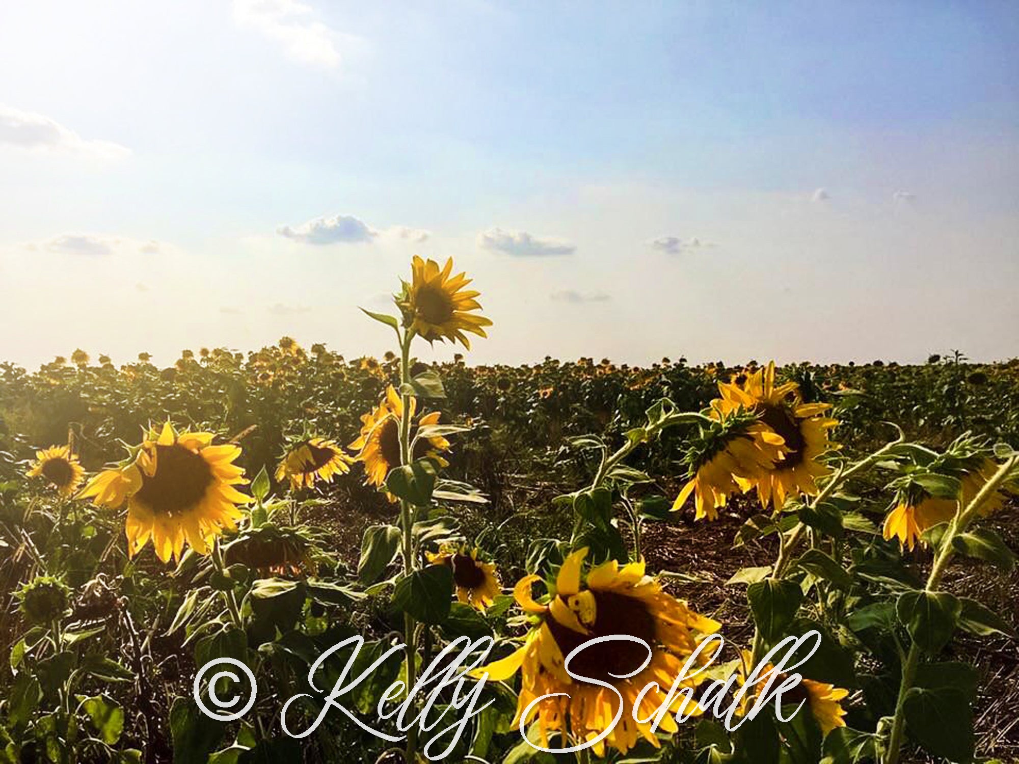 A vibrant sunflower photo print showcasing bright yellow petals and a blue sky background, perfect for home decor.