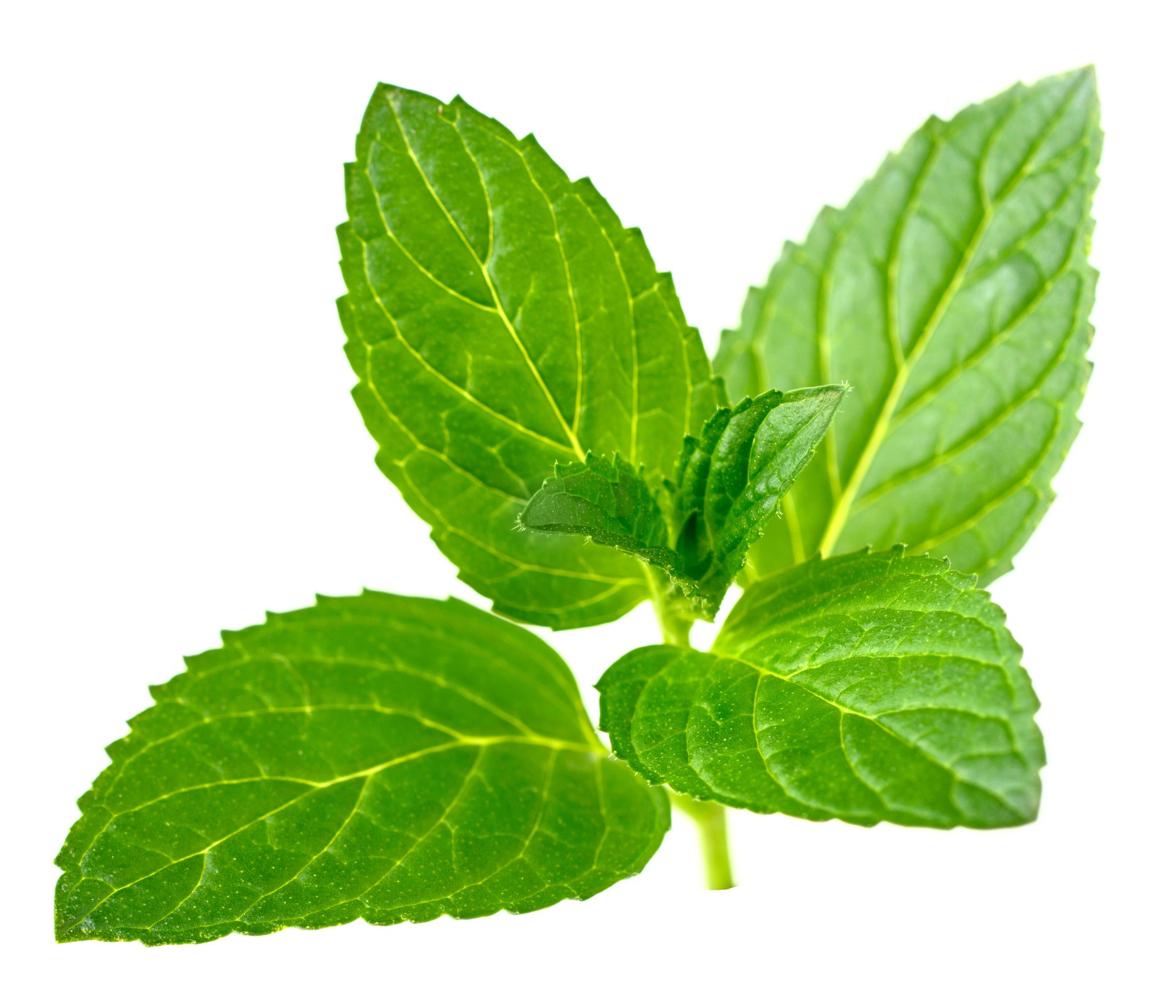 A box of Pregnancy Tea Peppermint featuring organic ingredients for morning sickness relief, with a steaming cup of tea beside it.