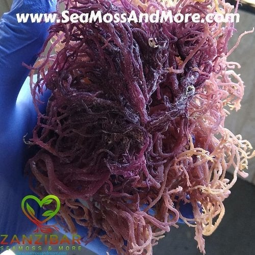 Zanzibar Raw Purple Seamoss Plant, a nutrient-rich superfood from the coast of Africa, displayed in a natural setting.