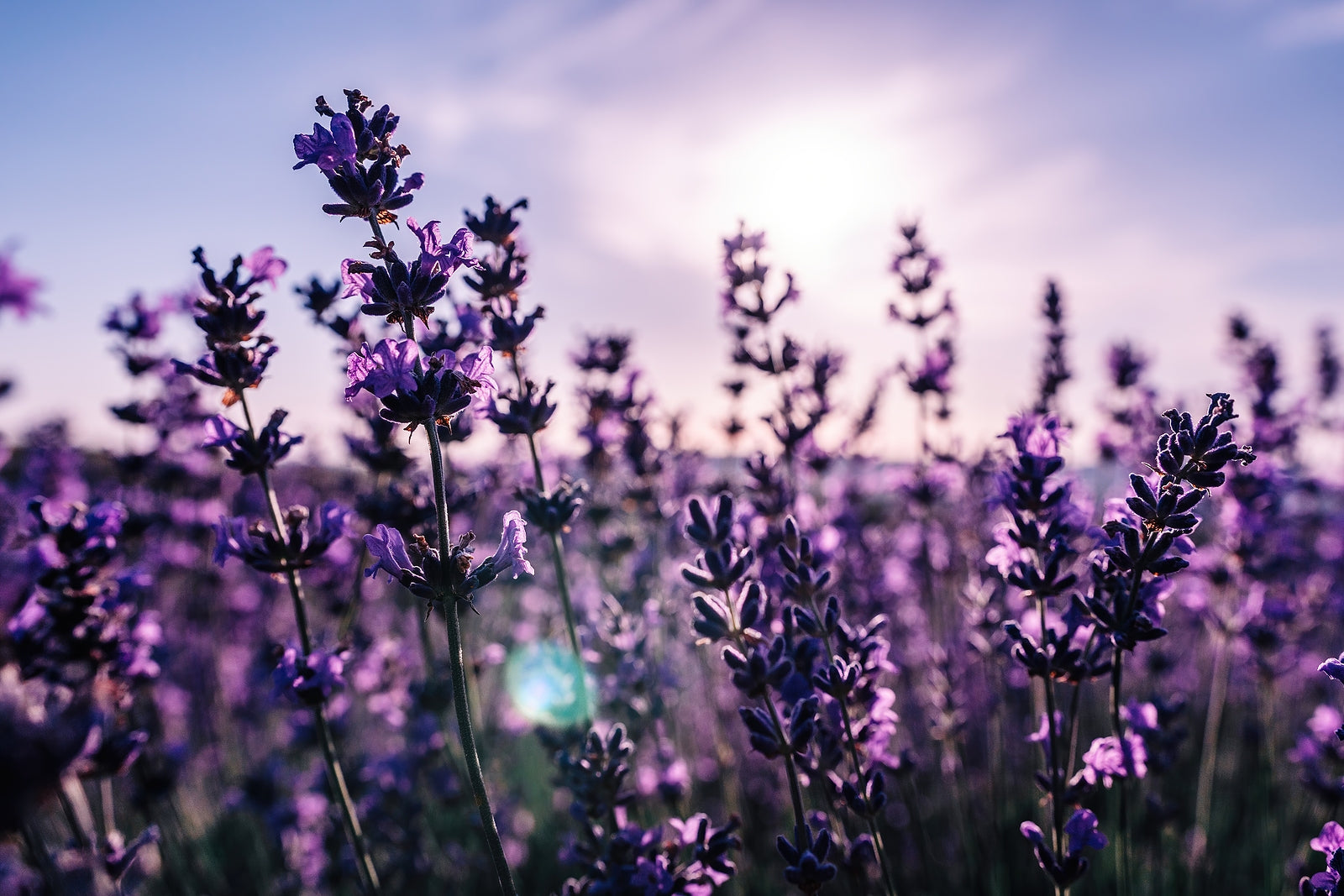 Lavender Body Butter in a jar with a lavender flower beside it, showcasing its creamy texture and calming scent.