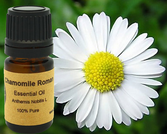 A bottle of Chamomile Roman Essential Oil, showcasing its rich amber color and elegant label, surrounded by fresh chamomile flowers.