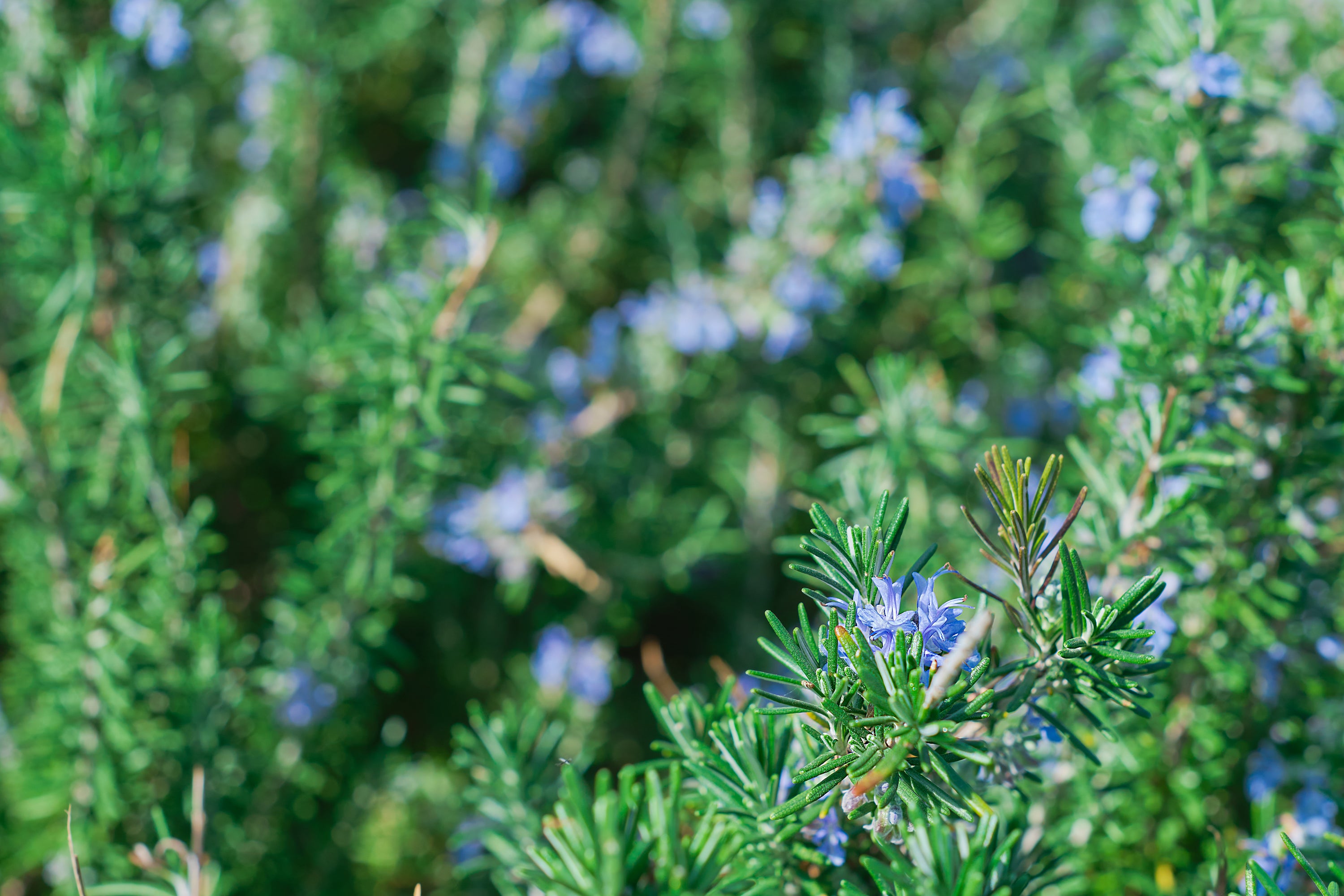 Organic Certified Solid Soap in Lavender & Rosemary, showcasing its natural ingredients and beautiful lavender flowers.