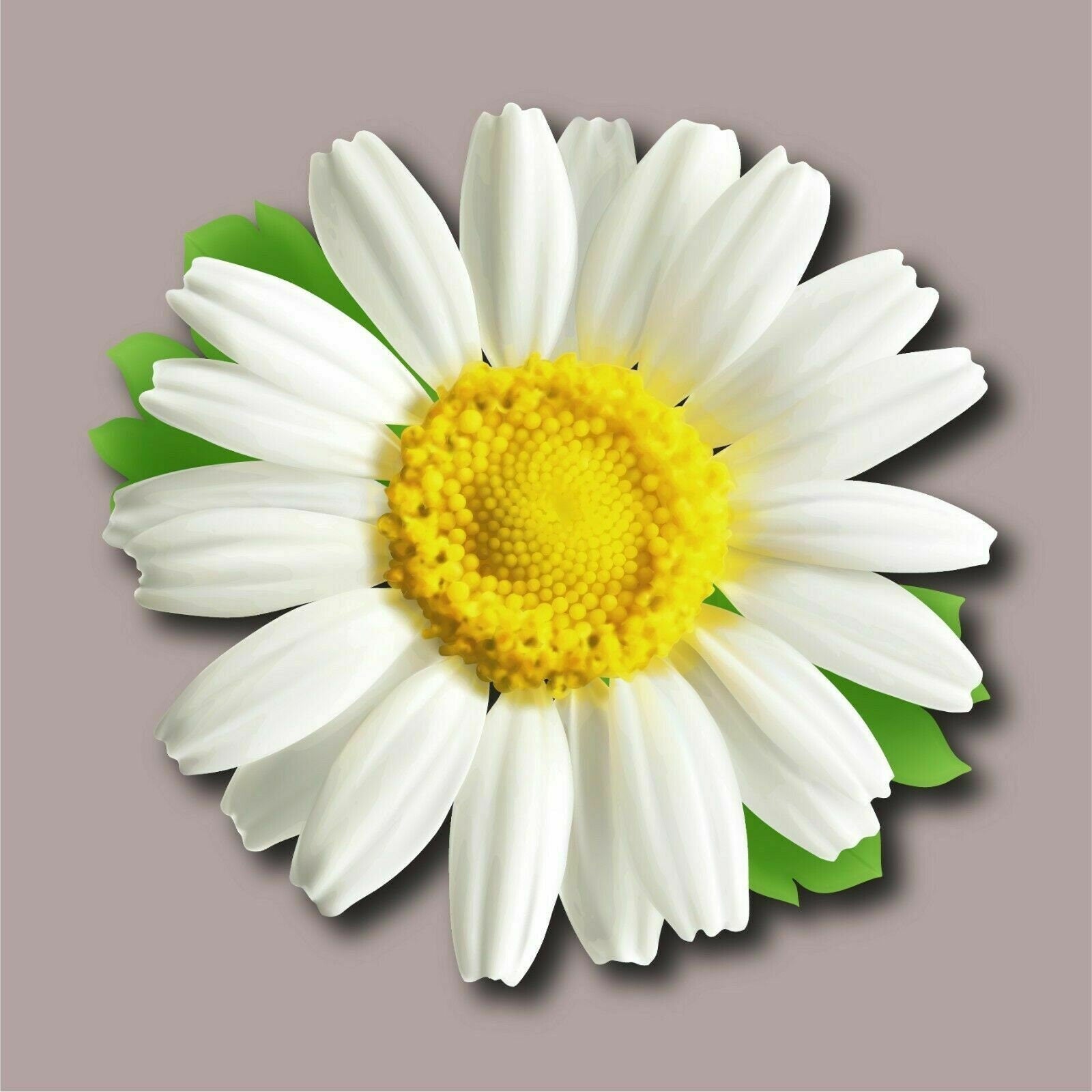 A vibrant white sunflower decal made from premium 3M vinyl, suitable for cars, trucks, and walls.