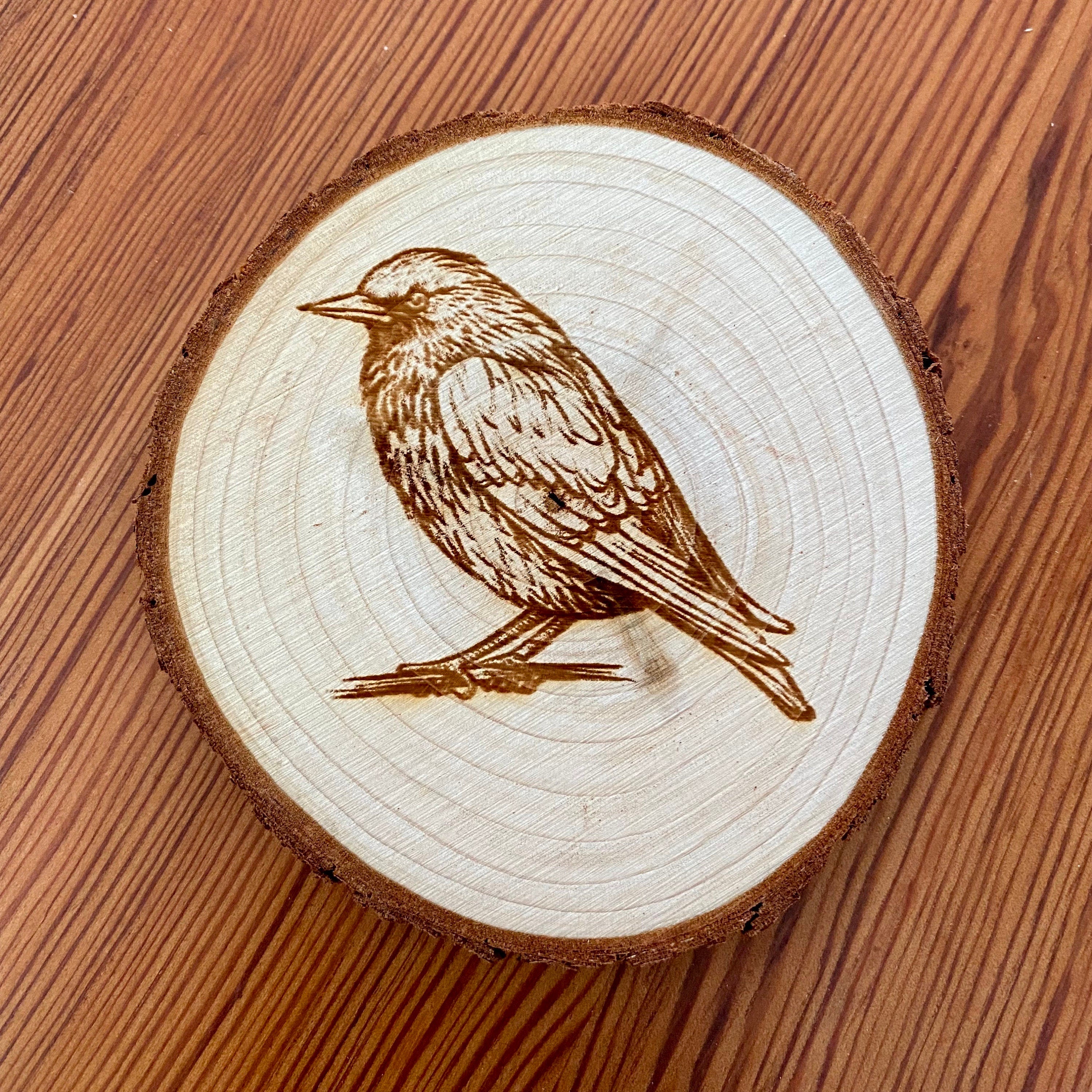 A set of four laser engraved wood coasters featuring starling bird illustrations, showcasing their natural wood finish and intricate designs.