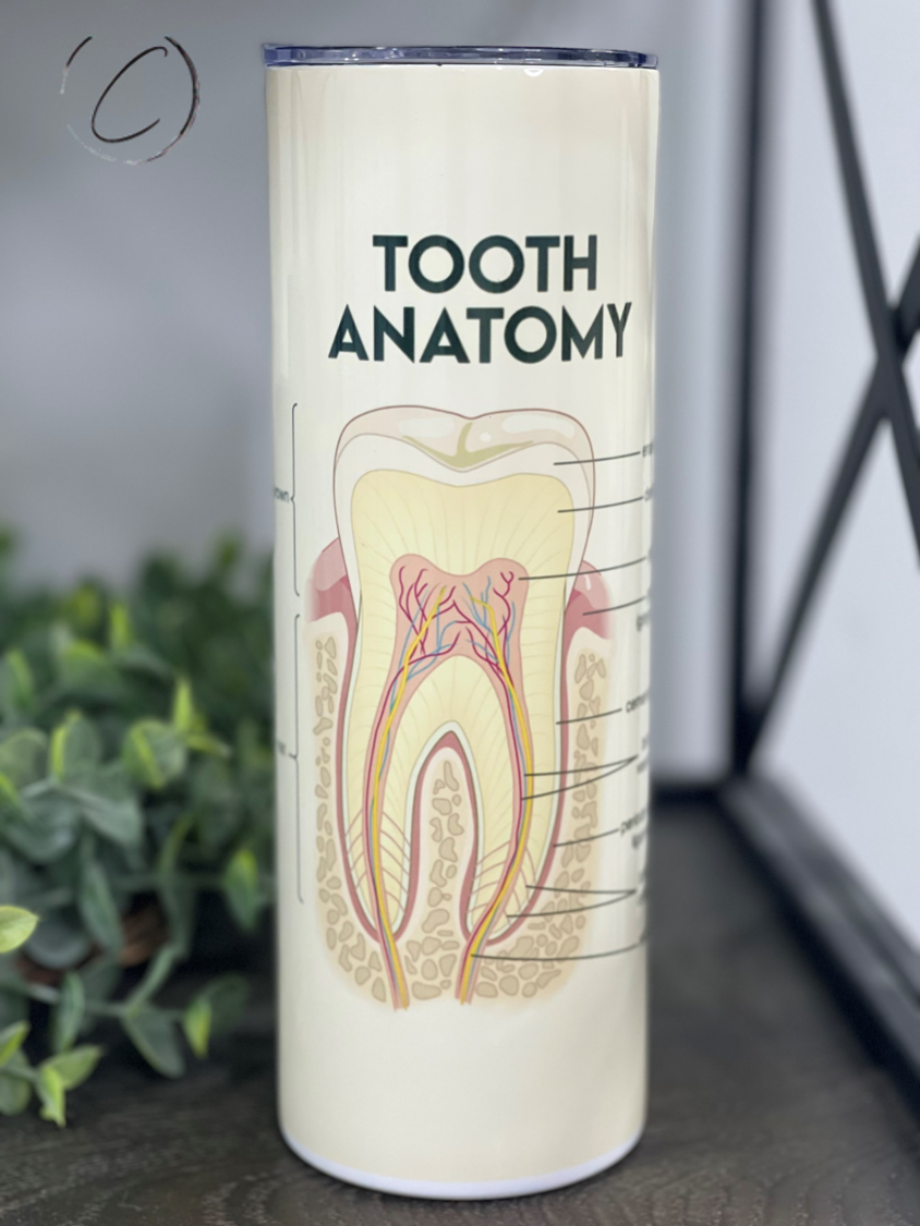 Dental Anatomy 20oz Skinny Tumbler featuring a unique dental design, reusable straw, and durable construction.