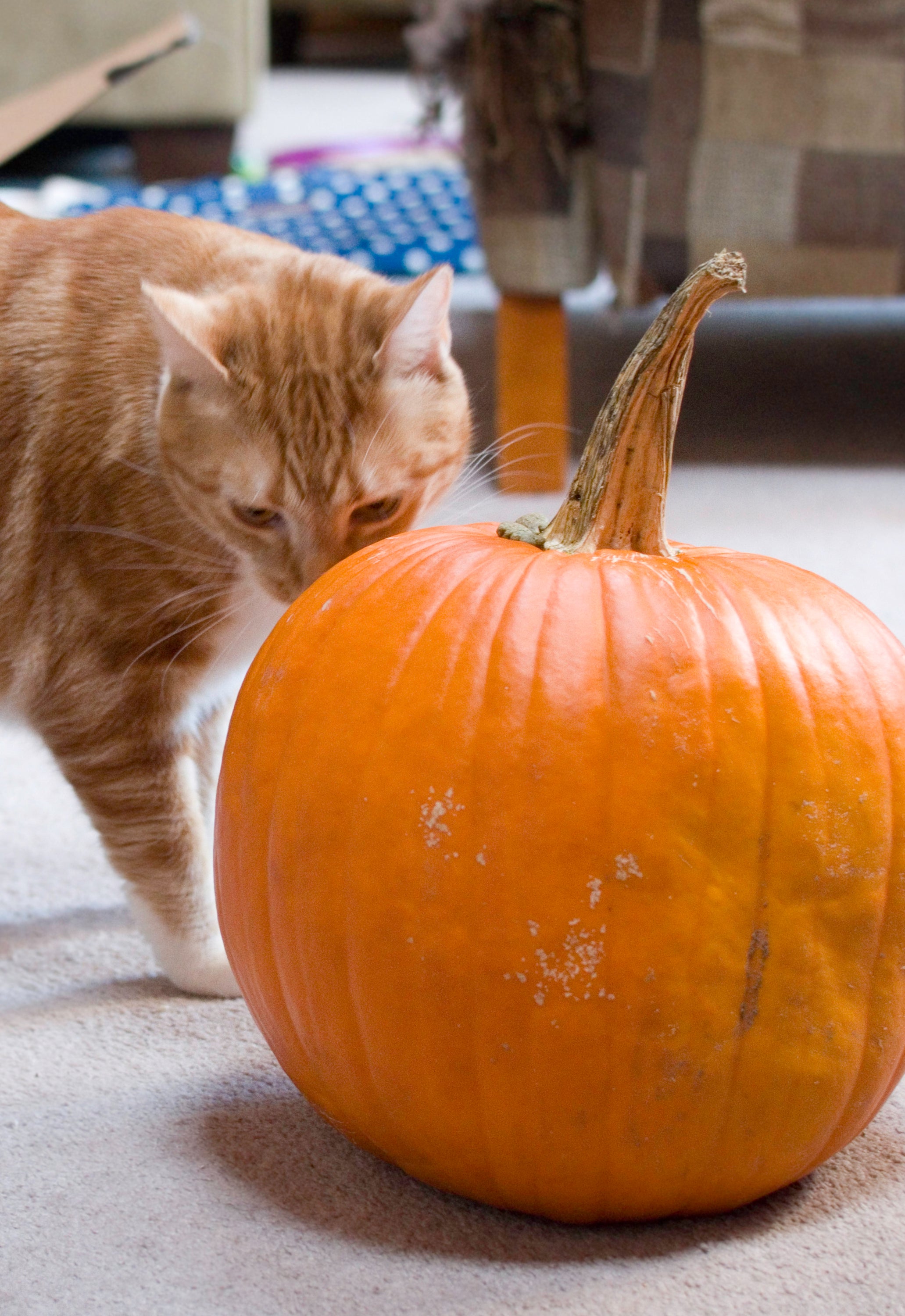 A warm cup of Pumpkin's Spice coffee surrounded by autumn leaves and pumpkins, evoking a cozy fall atmosphere.