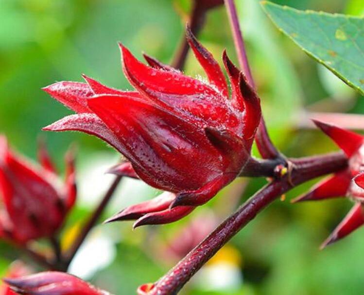 A bottle of Sorrel Hot Sauce featuring hibiscus blossoms and scotch bonnet peppers, showcasing its vibrant color and rich texture.