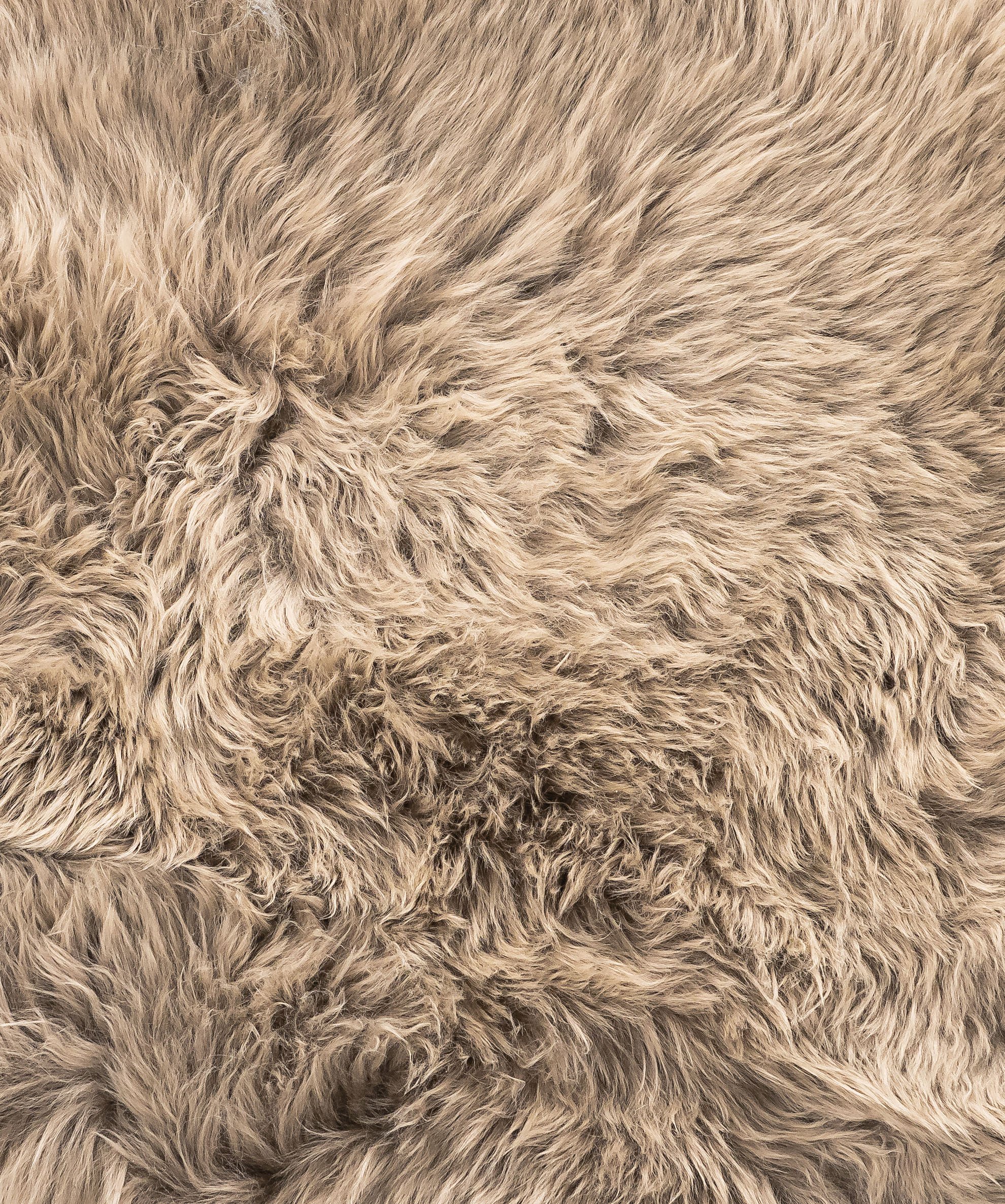 A luxurious 2x3 inches Latte New Zealand Natural Sheepskin Rug showcasing its rich latte taupe color and plush texture, perfect for home decor.