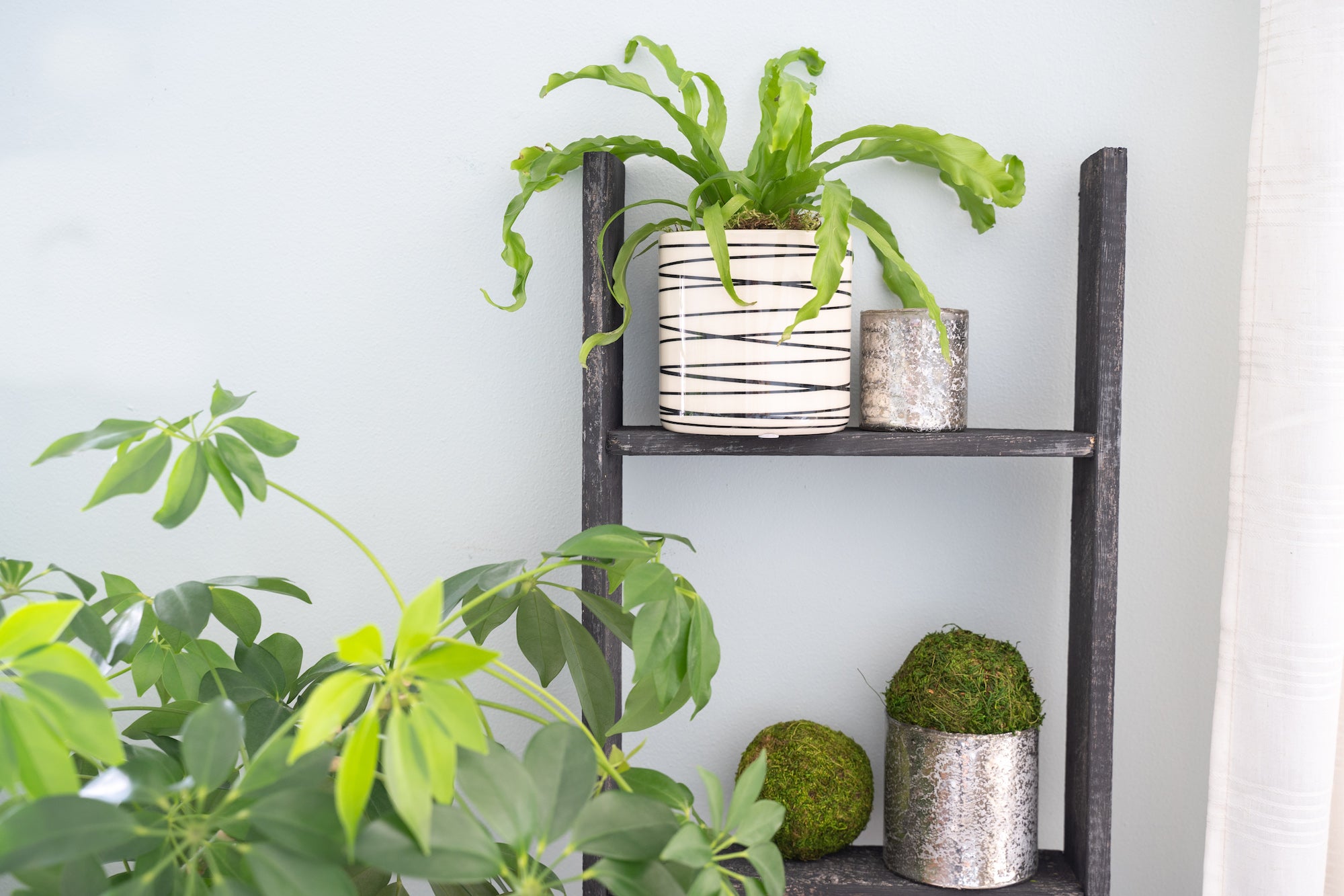 A rustic black wood ladder shelf with four steps, showcasing its unique handcrafted design and reclaimed wood texture.