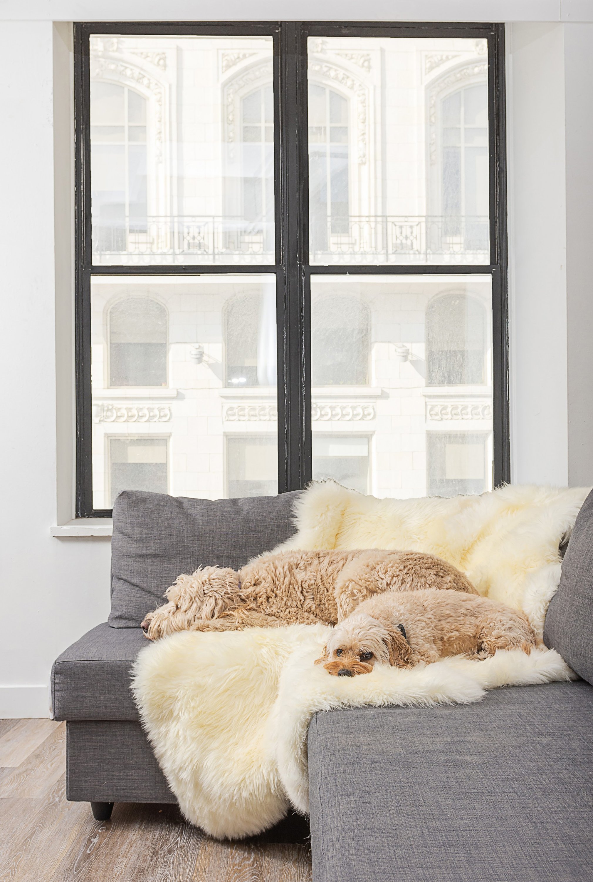 Natural White New Zealand Sheepskin Area Rug showcasing its luxurious softness and plush texture, perfect for enhancing home decor.