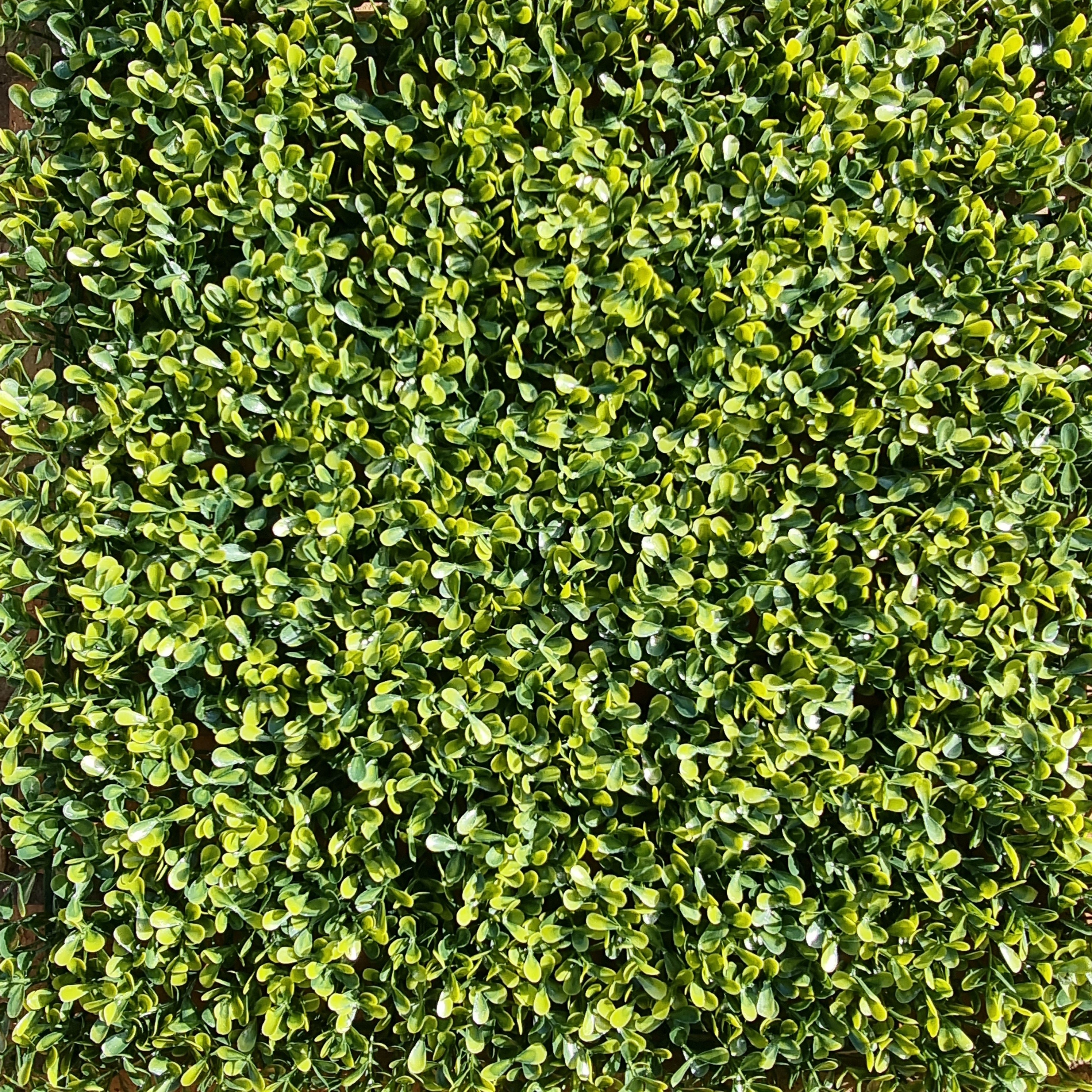 Artificial Yellow Boxwood Hedging Panel measuring 50cm x 50cm, featuring vibrant yellow-green leaves for a realistic hedge appearance.