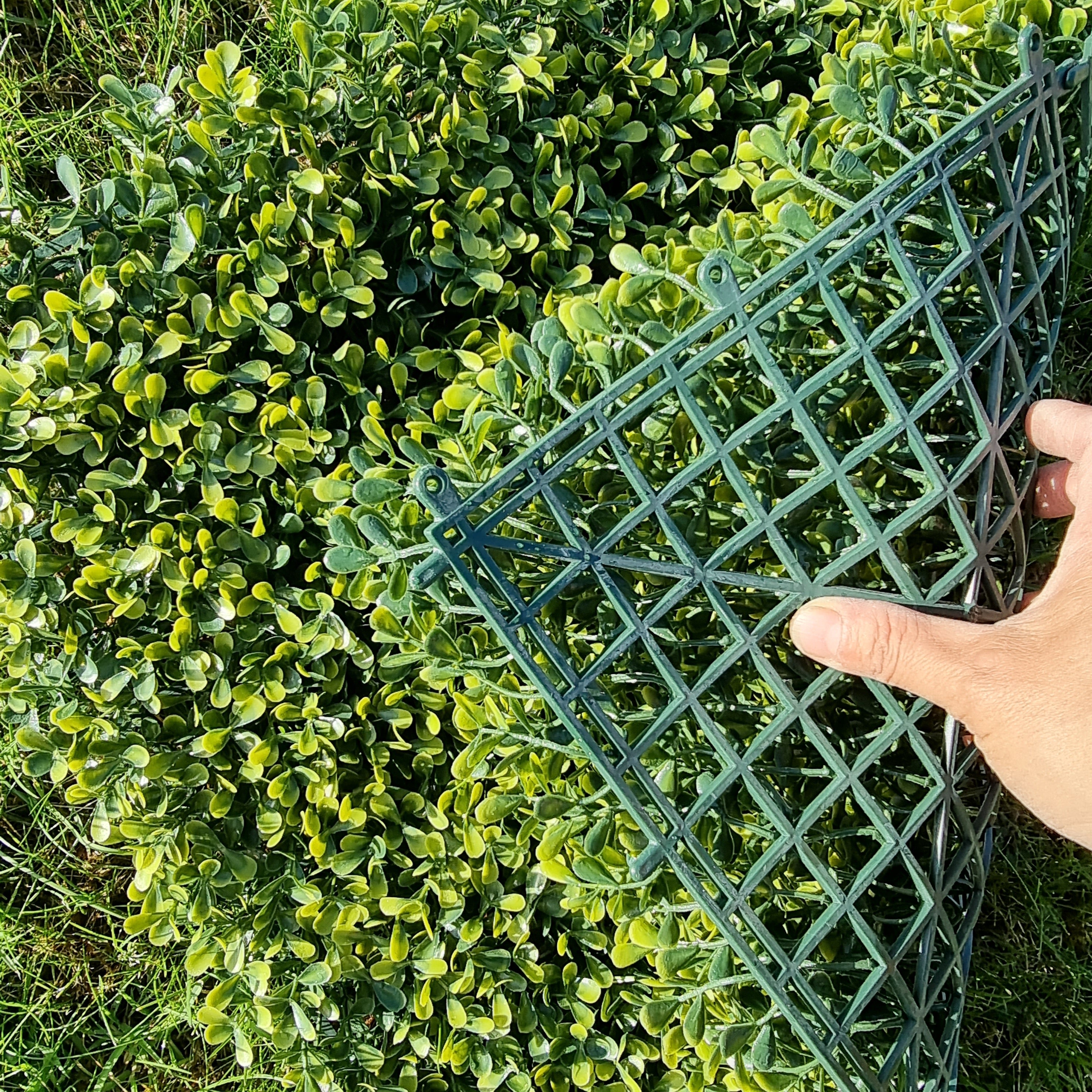 Artificial Yellow Boxwood Hedging Panel measuring 50cm x 50cm, featuring vibrant yellow-green leaves for a realistic hedge appearance.