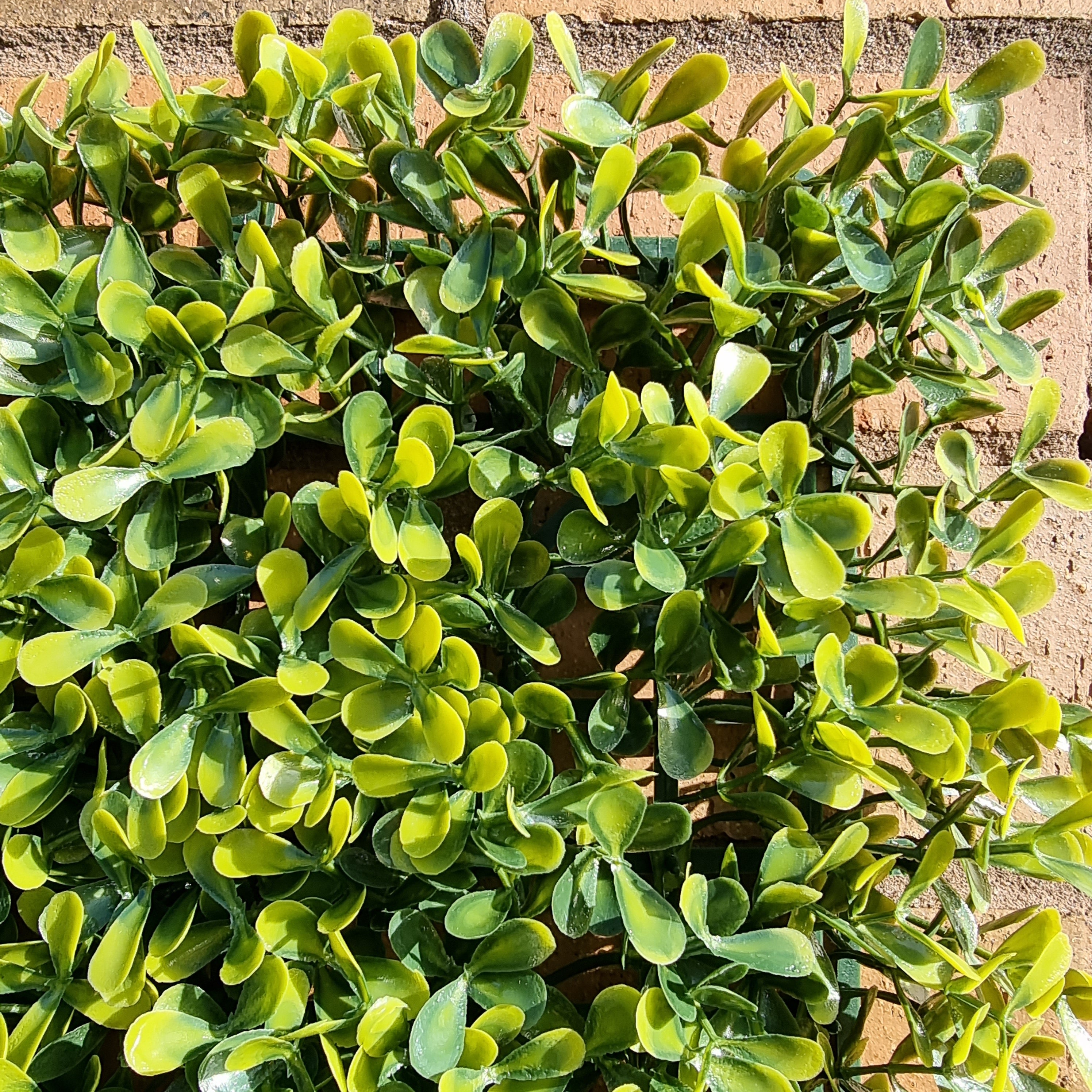 Artificial Yellow Boxwood Hedging Panel measuring 50cm x 50cm, featuring vibrant yellow-green leaves for a realistic hedge appearance.