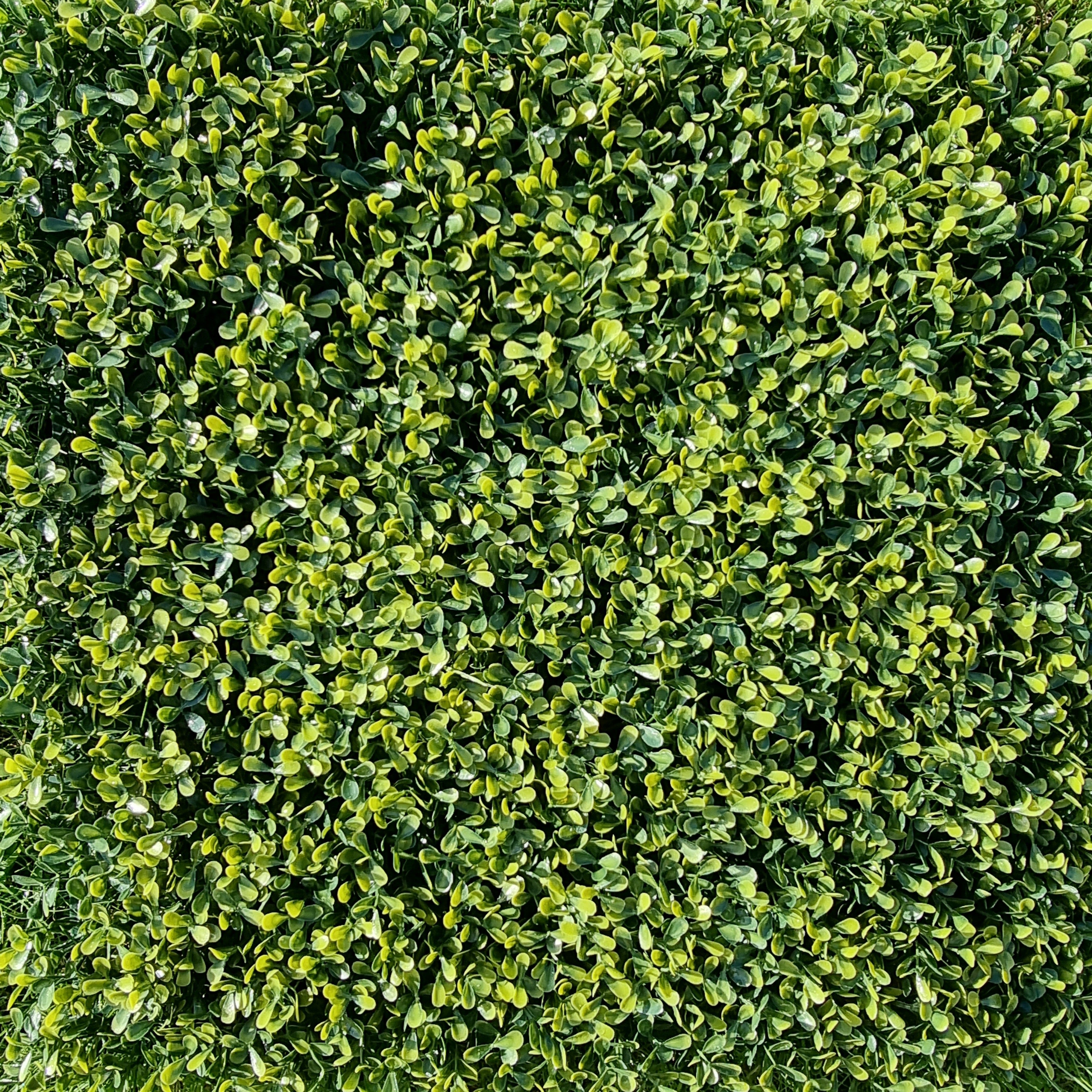 Artificial Yellow Boxwood Hedging Panel measuring 50cm x 50cm, featuring vibrant yellow-green leaves for a realistic hedge appearance.