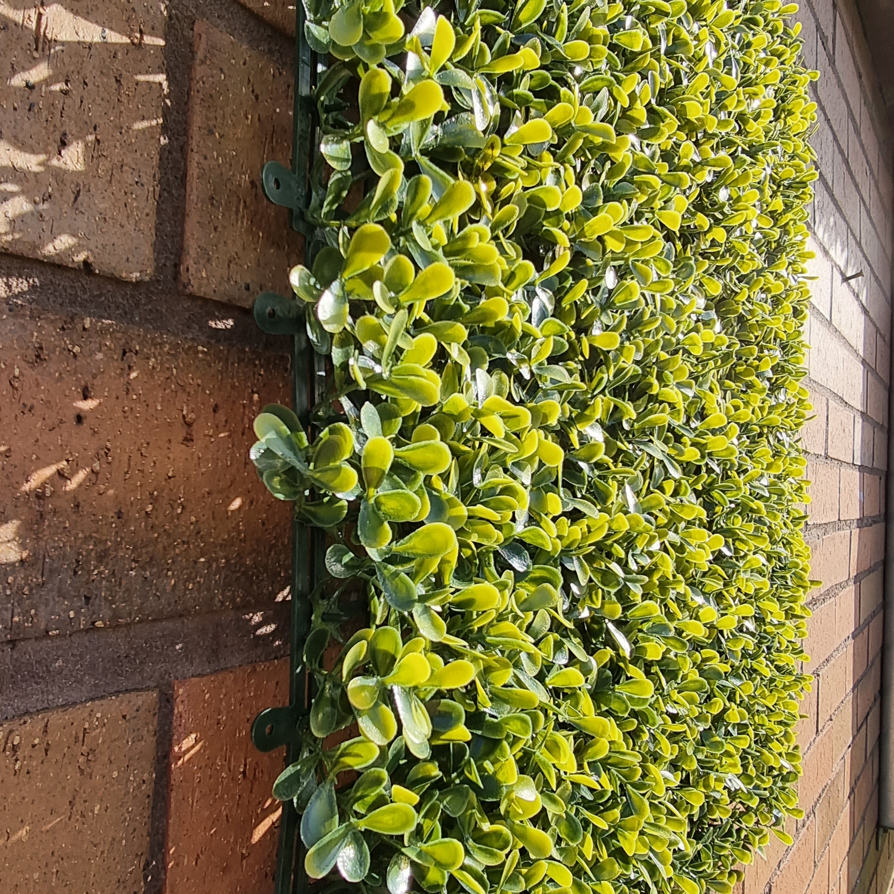 Artificial Yellow Boxwood Hedging Panel measuring 50cm x 50cm, featuring vibrant yellow-green leaves for a realistic hedge appearance.