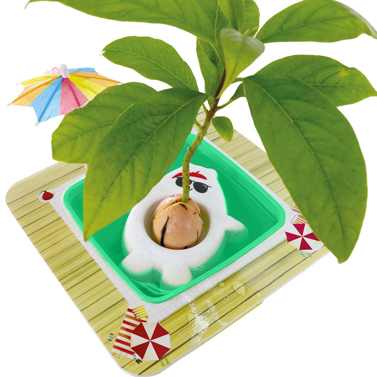 AvoSeedo 2.0 - Pet Avocado in bear shape with colorful stickers, showcasing its heart-shaped hole for avocado seed germination.