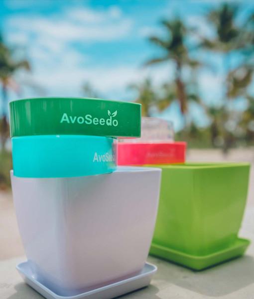 AvoSeedo Plant Pot Set featuring AvoSeedo, plant pot, and saucer, designed for germinating avocado seeds.