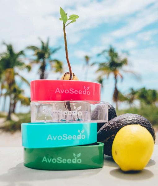 AvoSeedo Plant Pot Set featuring AvoSeedo, plant pot, and saucer, designed for germinating avocado seeds.