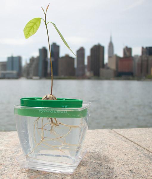 AvoSeedo Plant Pot Set featuring AvoSeedo, plant pot, and saucer, designed for germinating avocado seeds.