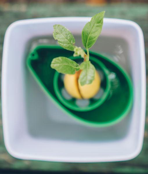 Young plant in hydroponic setup.