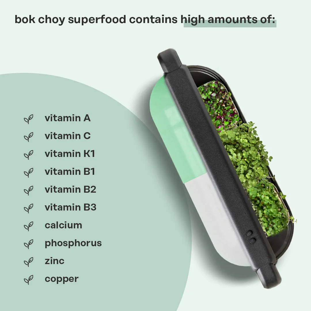 Fresh Bok Choy Superfood with vibrant green leaves, showcasing its crisp texture and nutrient-rich profile, ideal for healthy meals.