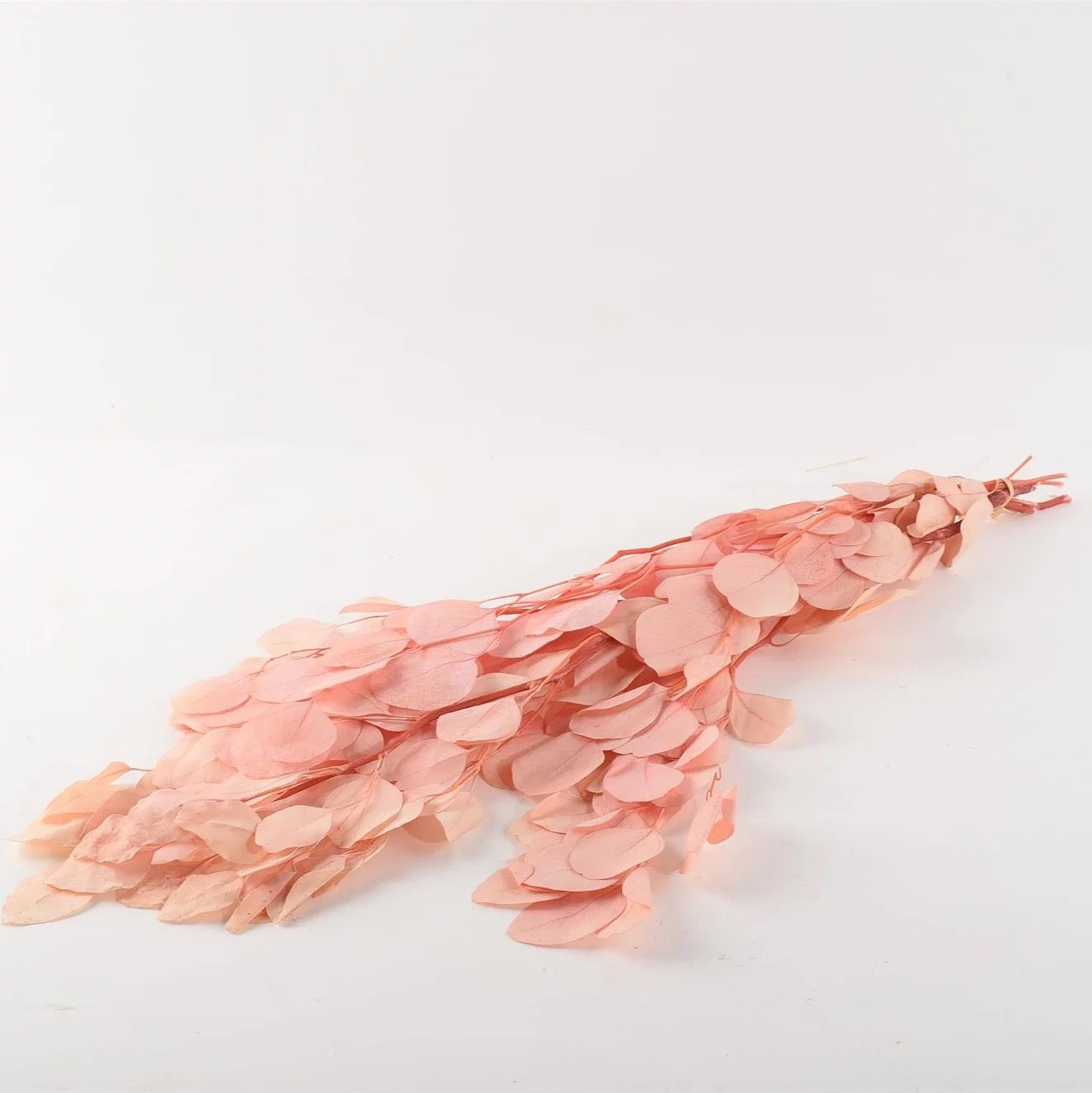 Pink dried lunaria branch.