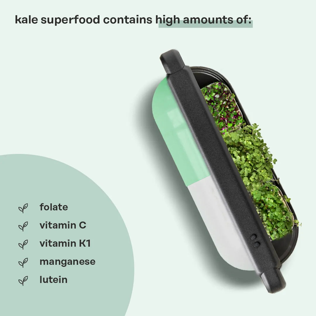 A vibrant display of Kale Superfood pads, showcasing their rich green color and healthy appearance, perfect for growing nutrient-dense greens at home.