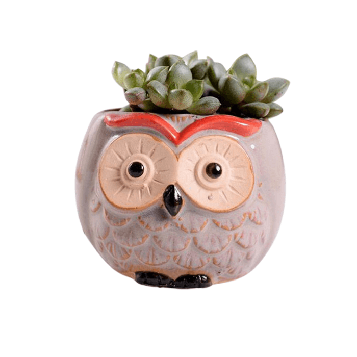 Owl Style 5 Succulent Planter Pot in beige ceramic with a smooth glazed finish, featuring a cute owl design and drainage hole.