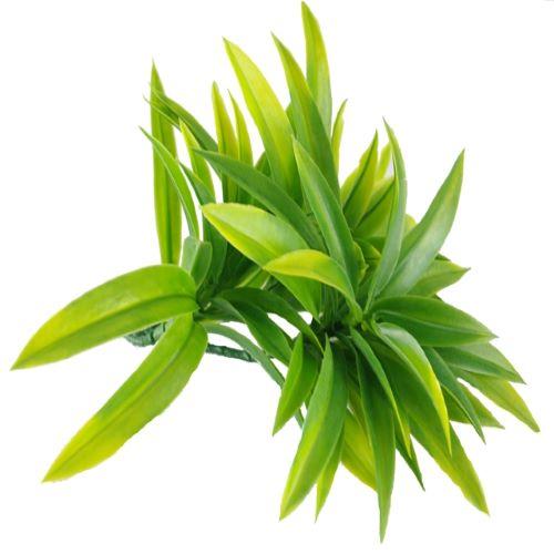 A pack of five 30cm UV-treated Yucca stems with multiple heads, showcasing vibrant green colors, perfect for vertical gardens and decorative arrangements.