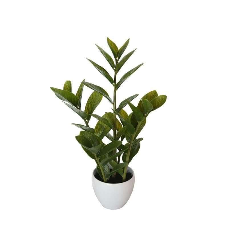 A 60cm potted faux Zanzibar plant with realistic green leaves in a sleek black ceramic pot, perfect for indoor decoration.