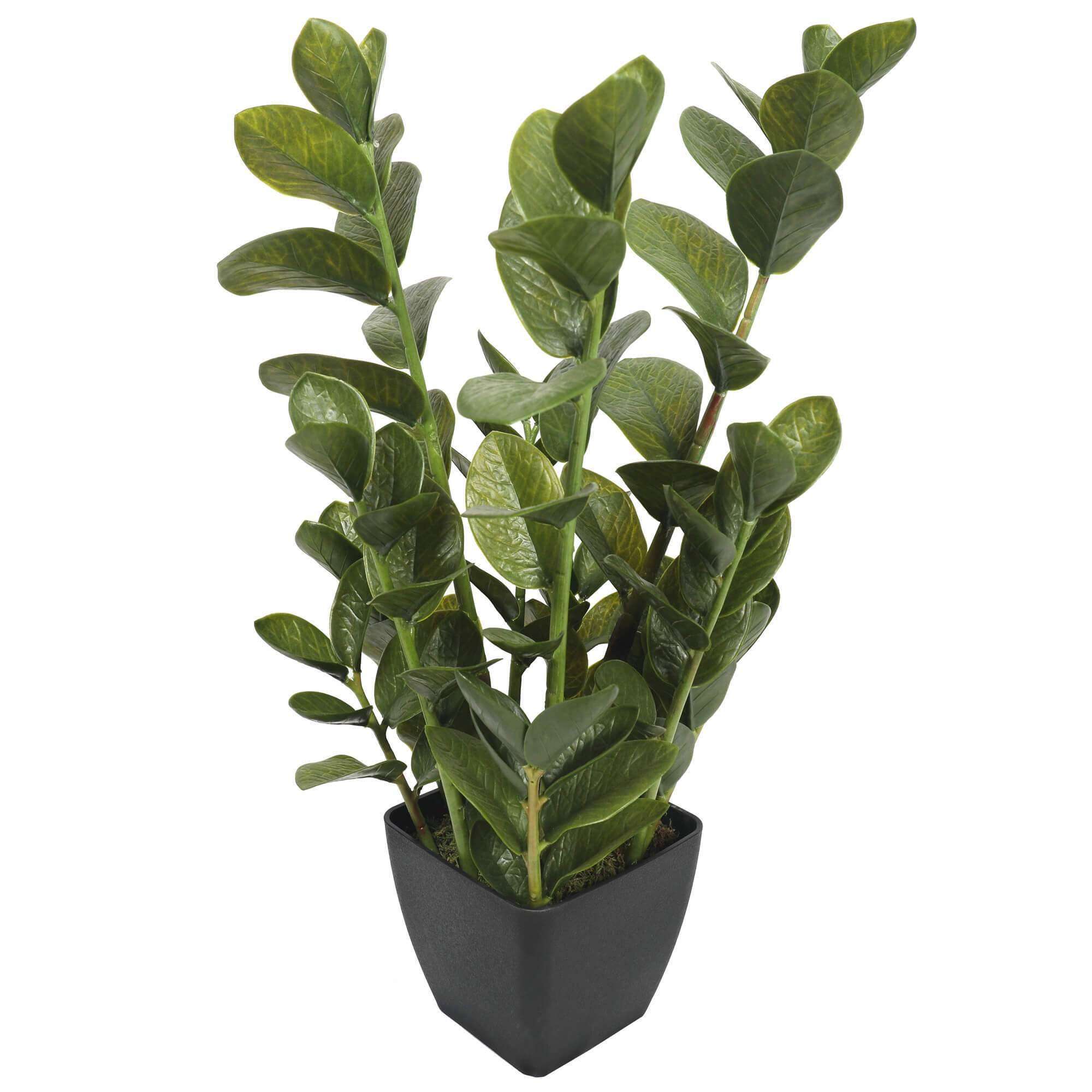 A 72cm tall potted multi stem faux Zanzibar succulent with lush green round leaves in a stylish black ceramic pot.