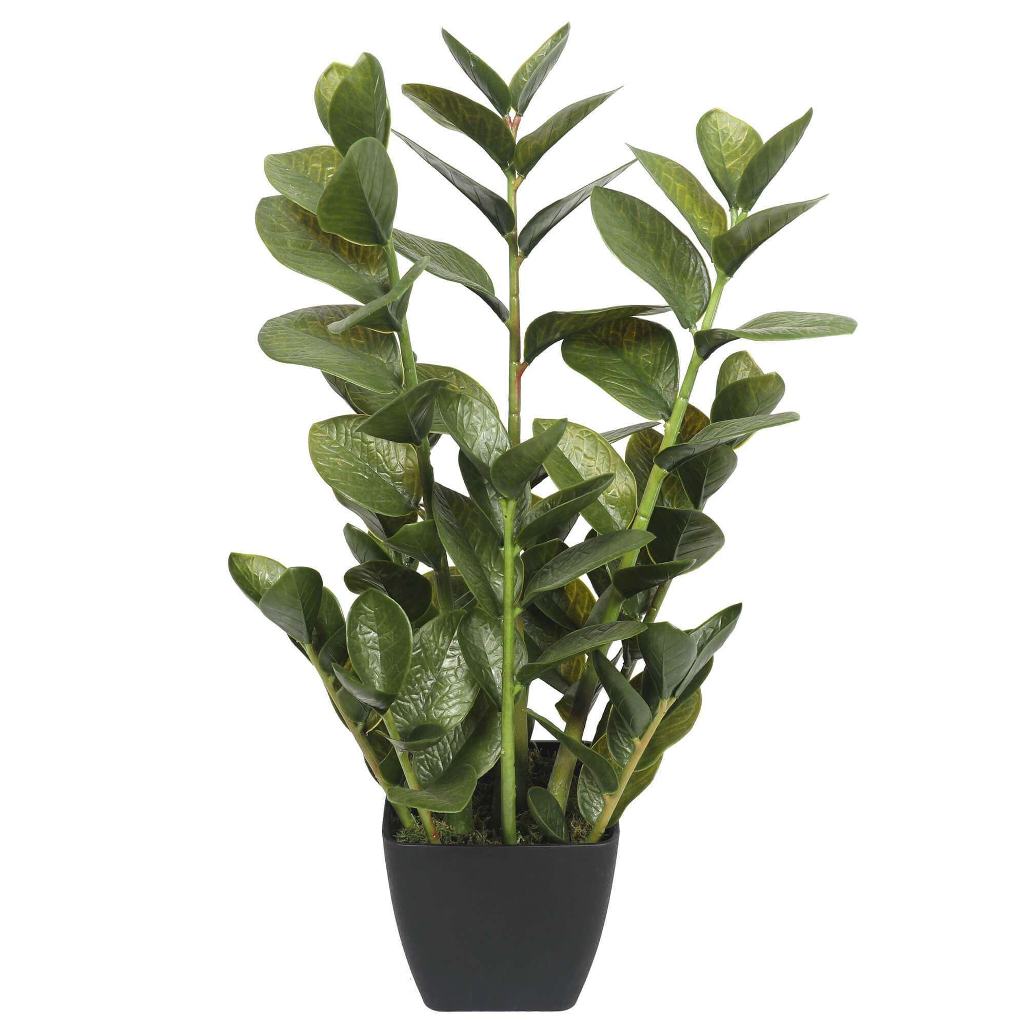 A 72cm tall potted multi stem faux Zanzibar succulent with lush green round leaves in a stylish black ceramic pot.