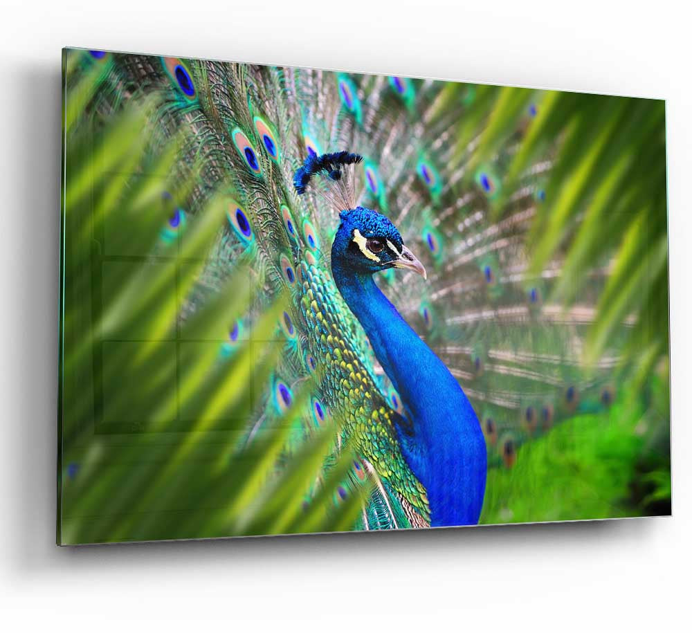 A Peacocks View glass print featuring a vibrant peacock design on a sleek glass surface, perfect for modern home decor.