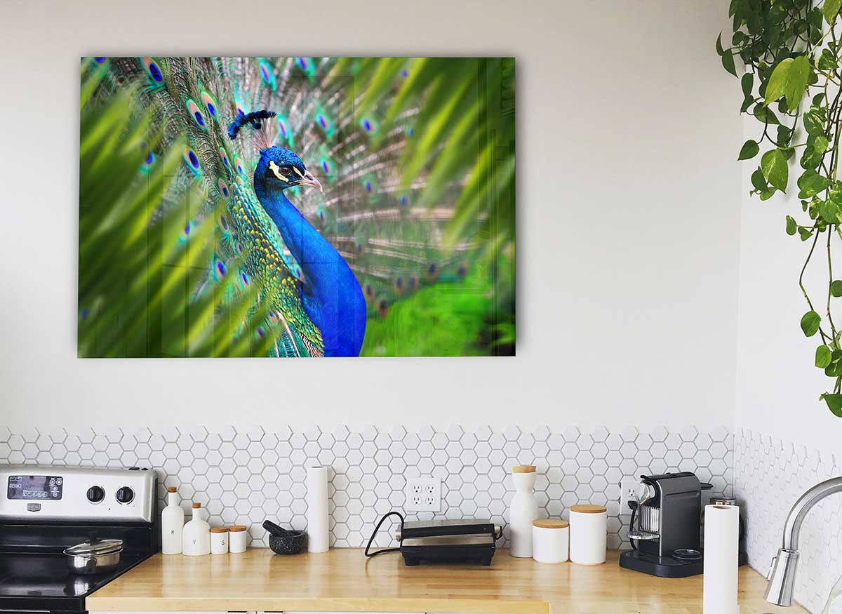 A Peacocks View glass print featuring a vibrant peacock design on a sleek glass surface, perfect for modern home decor.