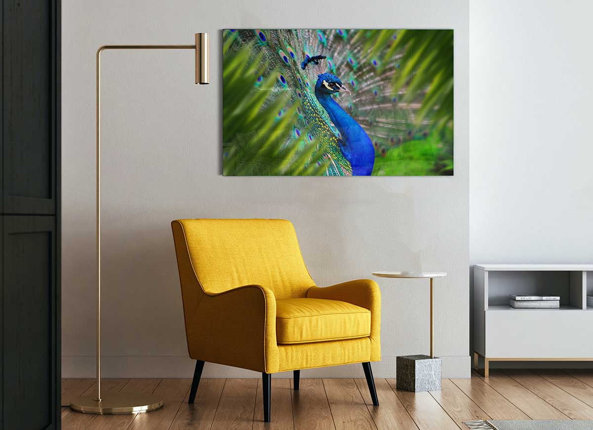 A Peacocks View glass print featuring a vibrant peacock design on a sleek glass surface, perfect for modern home decor.