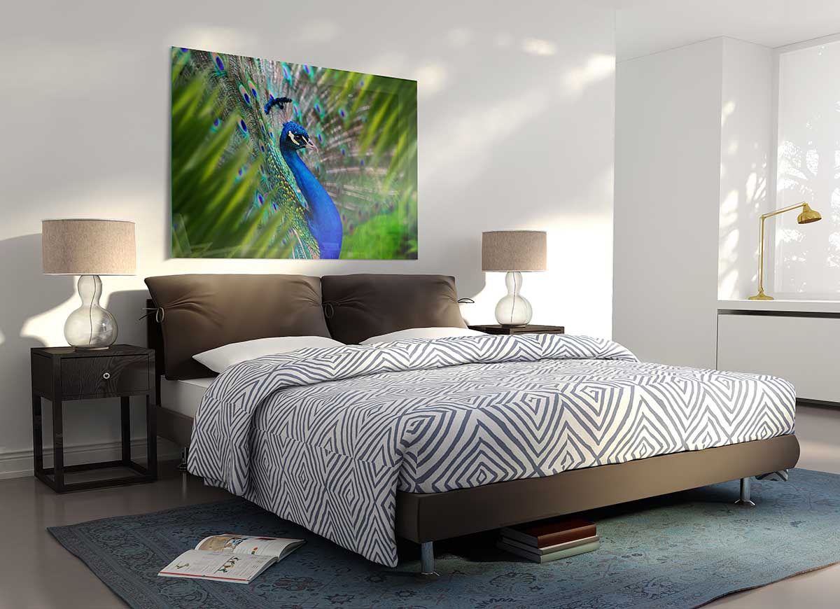 A Peacocks View glass print featuring a vibrant peacock design on a sleek glass surface, perfect for modern home decor.