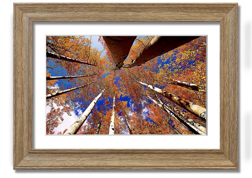 Above The Trees framed print showcasing serene nature scenery, elegantly framed in a choice of colours.